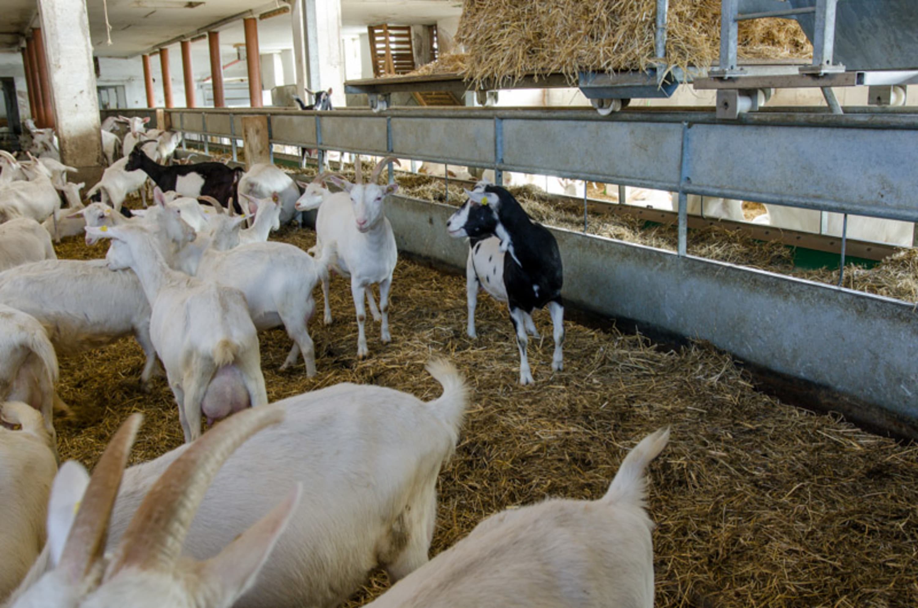 im Ziegenstall auf Mandl's Ziegenhof