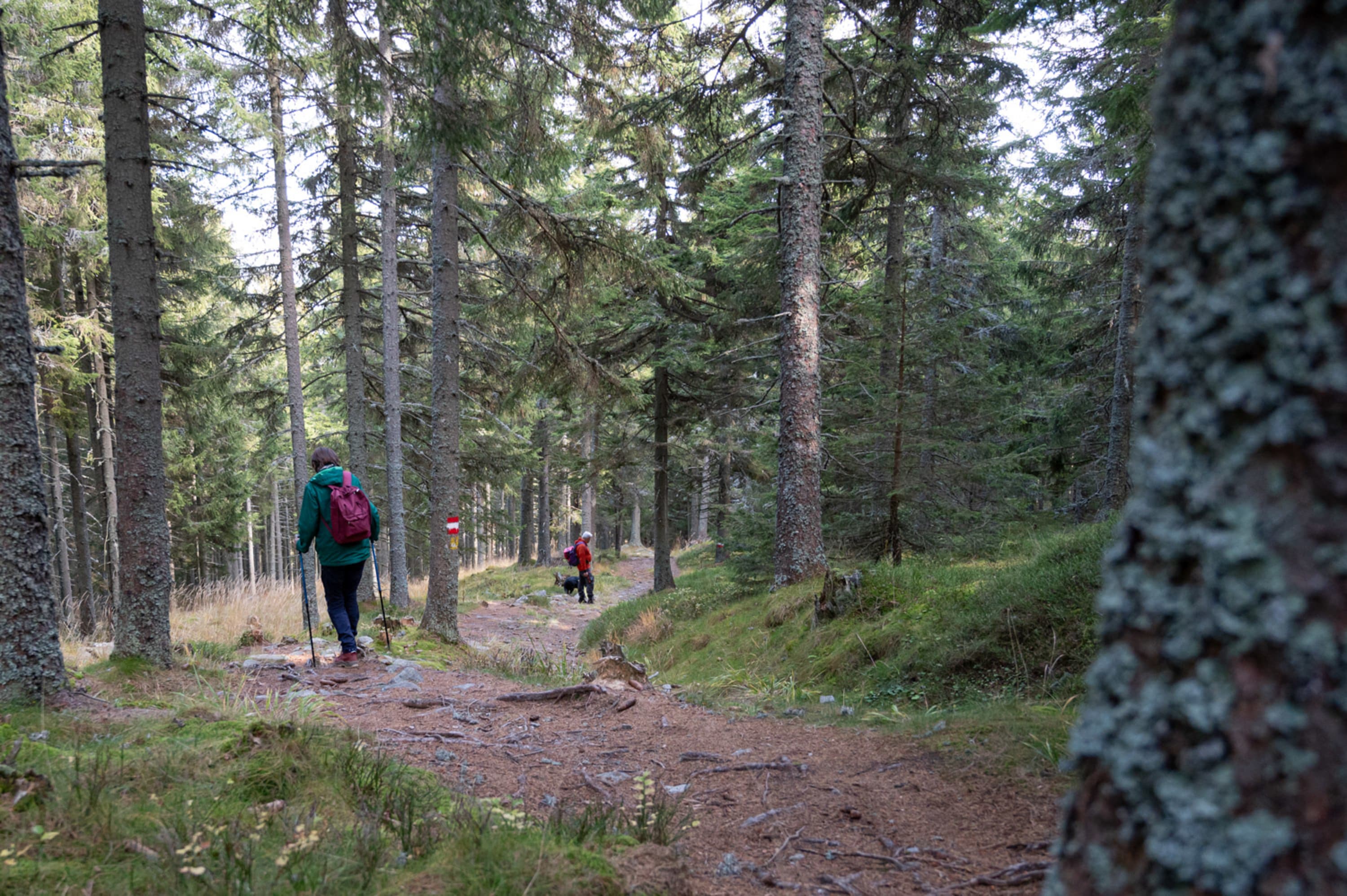 Almweg retour ins Tal, Mariensee