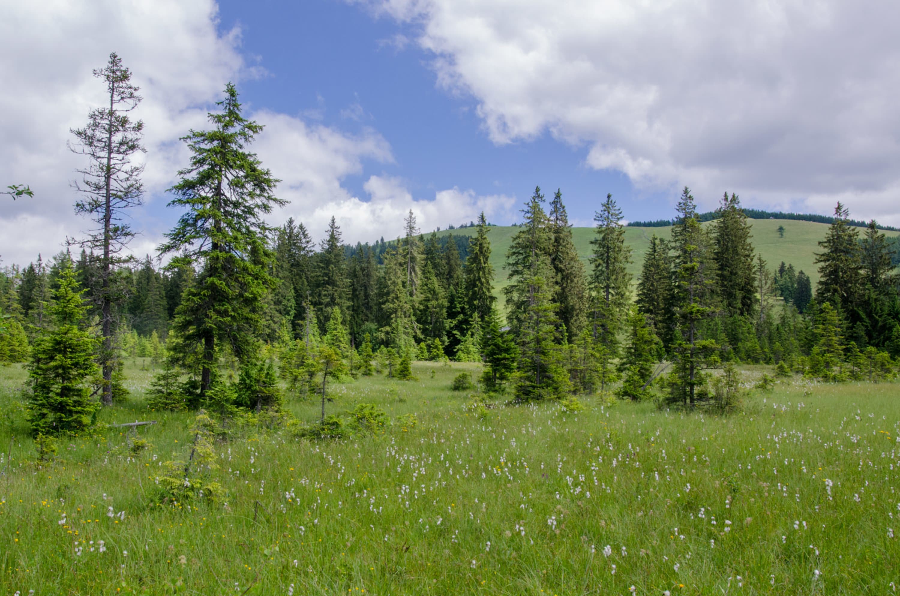 Blick ins Hochmoor von der Plattform am Moorlehrpfad
