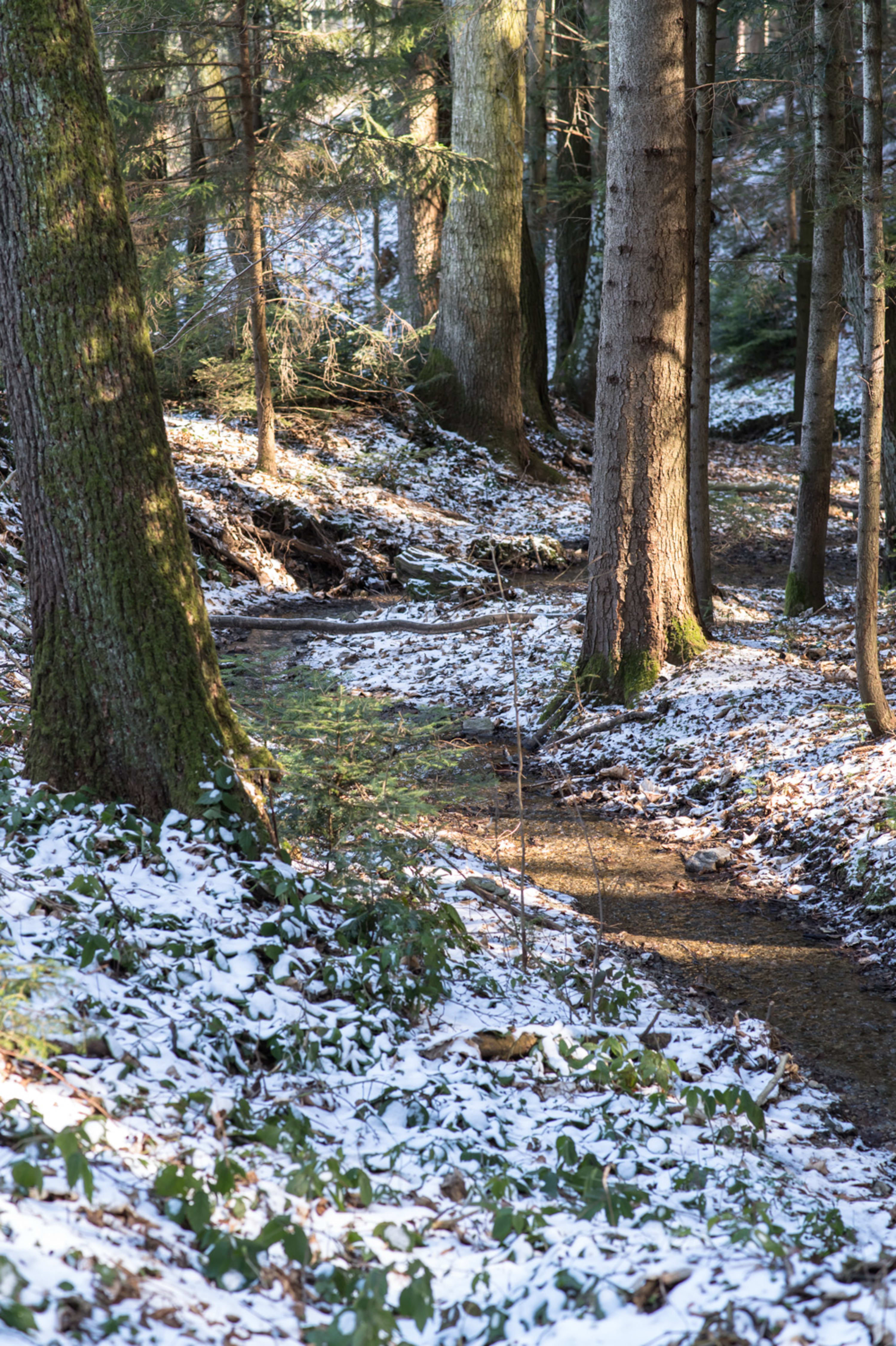 Grabensee Rundweg bei Penk, Bach im schneebedeckten Wald