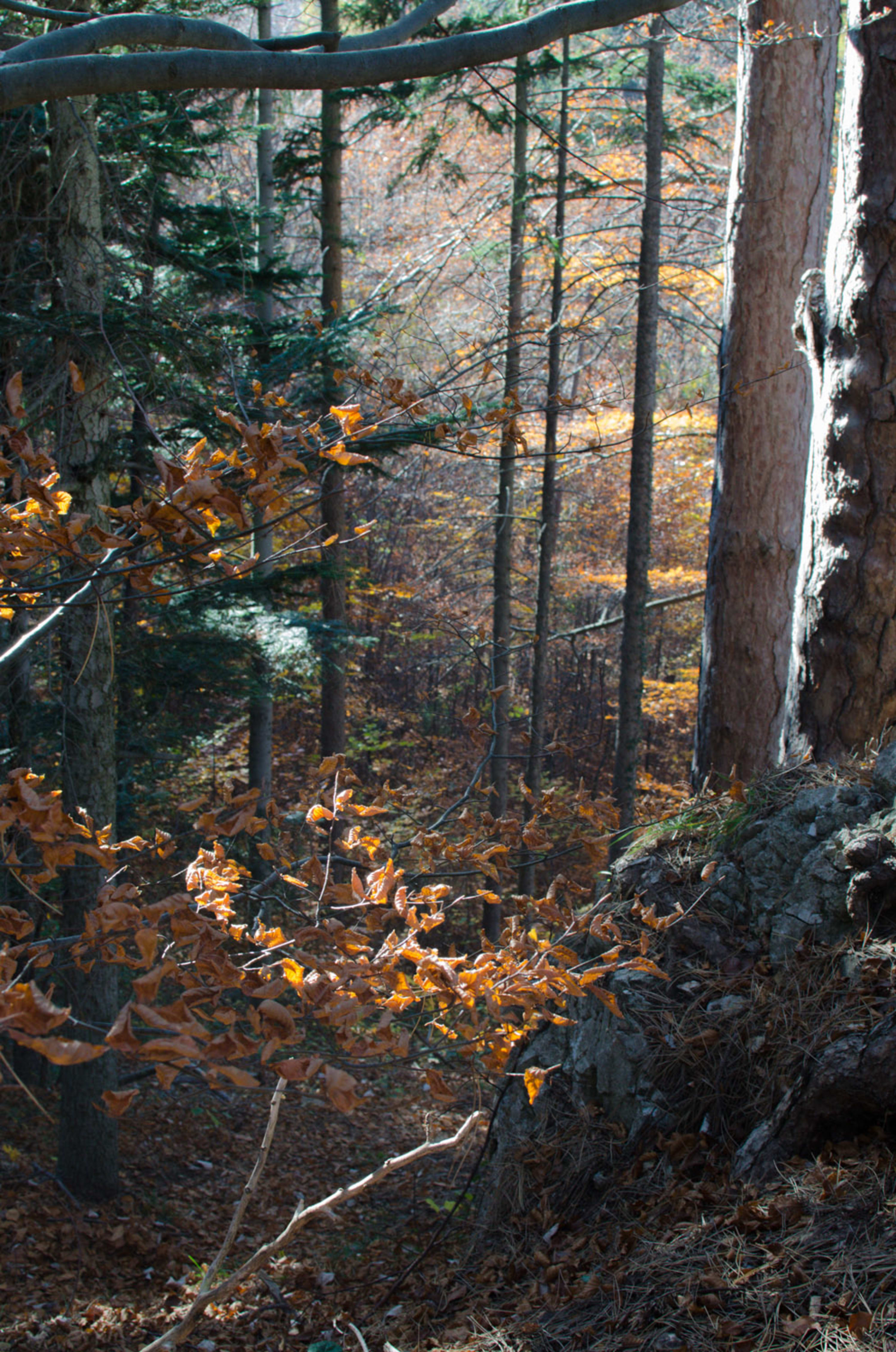 Wald am Ruinenweg Schrattenstein