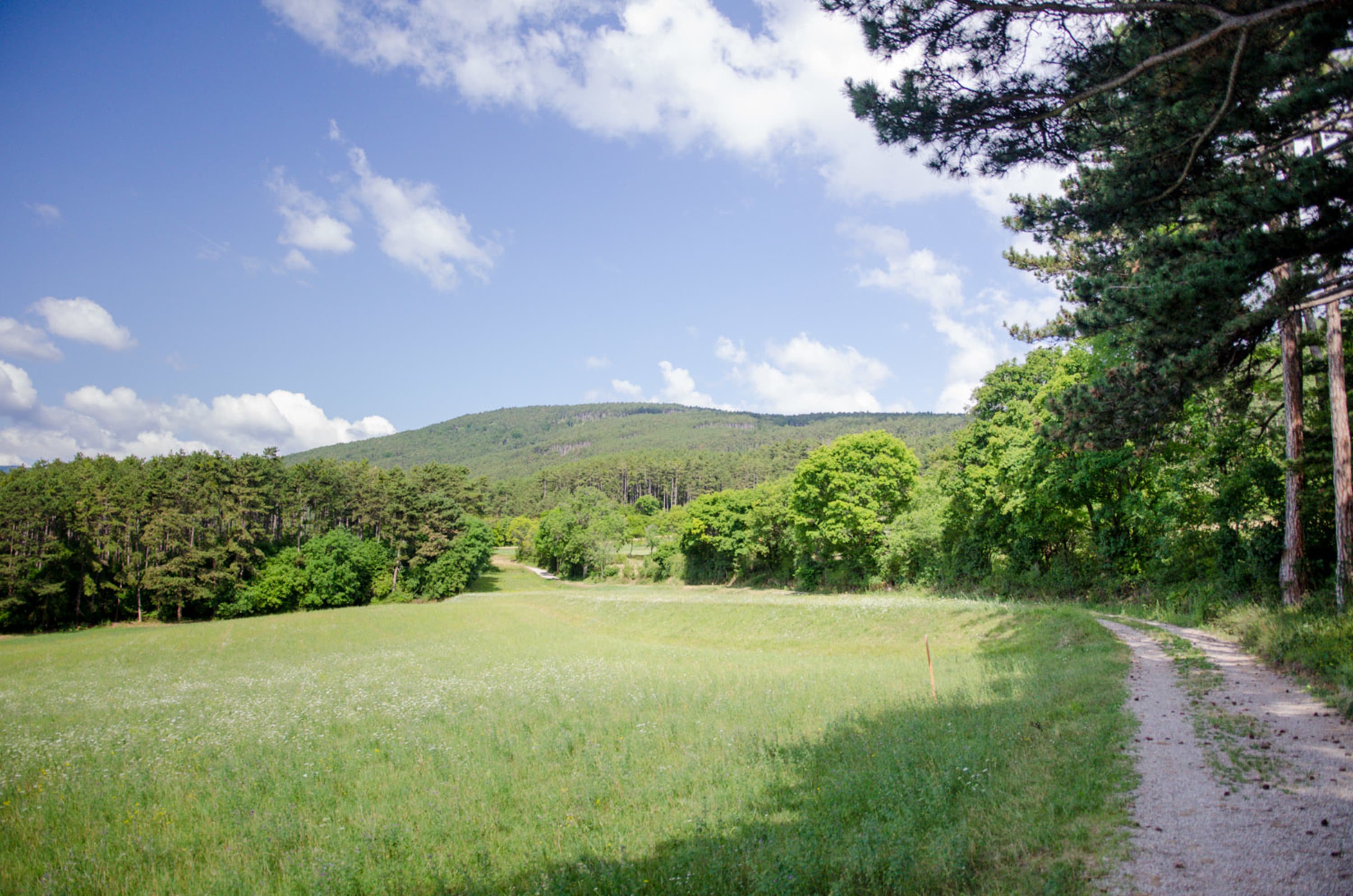 Weg zu den Sesselbäumen bei Ternitz, Wiese am Waldrand