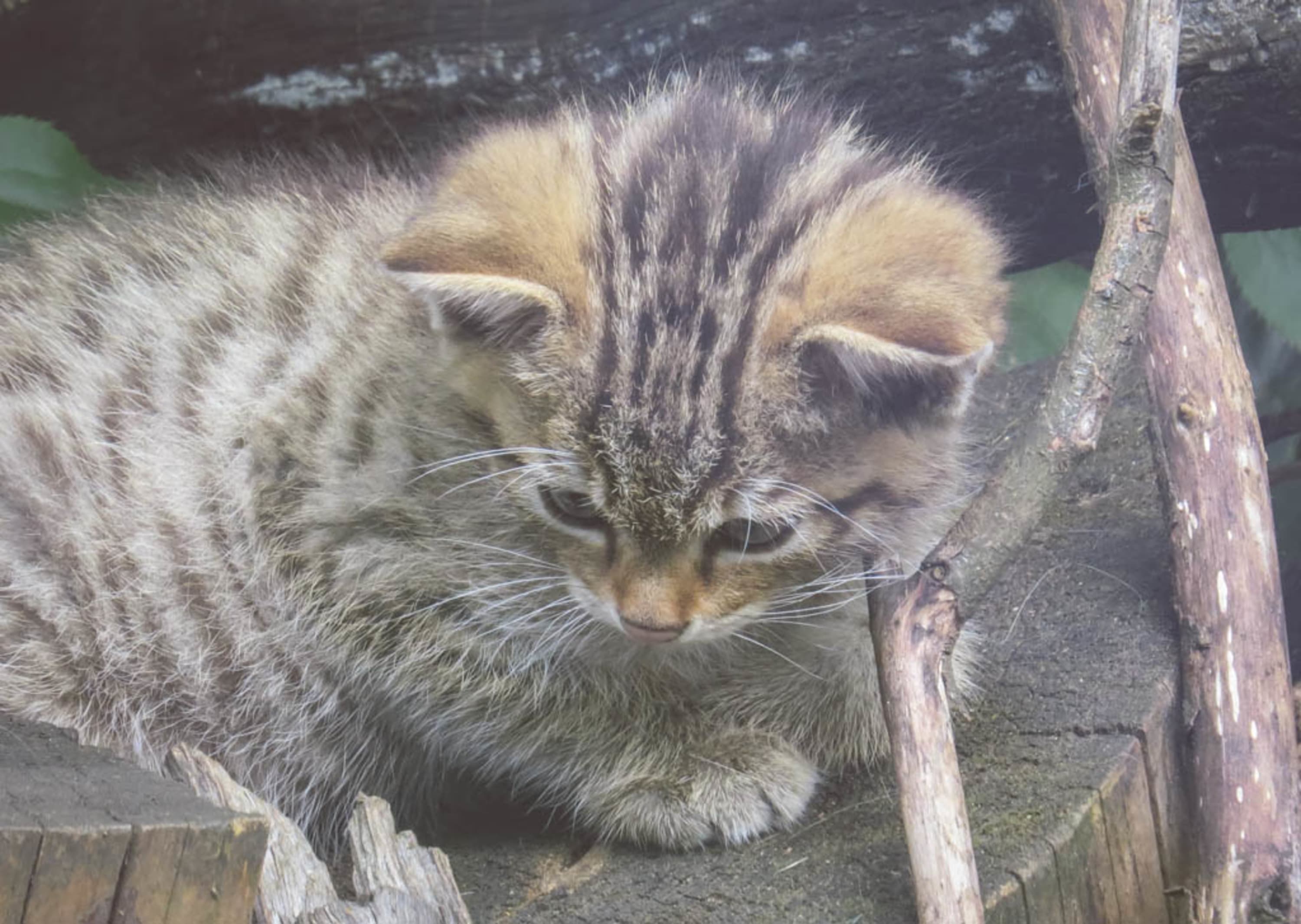 Wildkatze, Baby, im Nationalparkhaus Thayatal