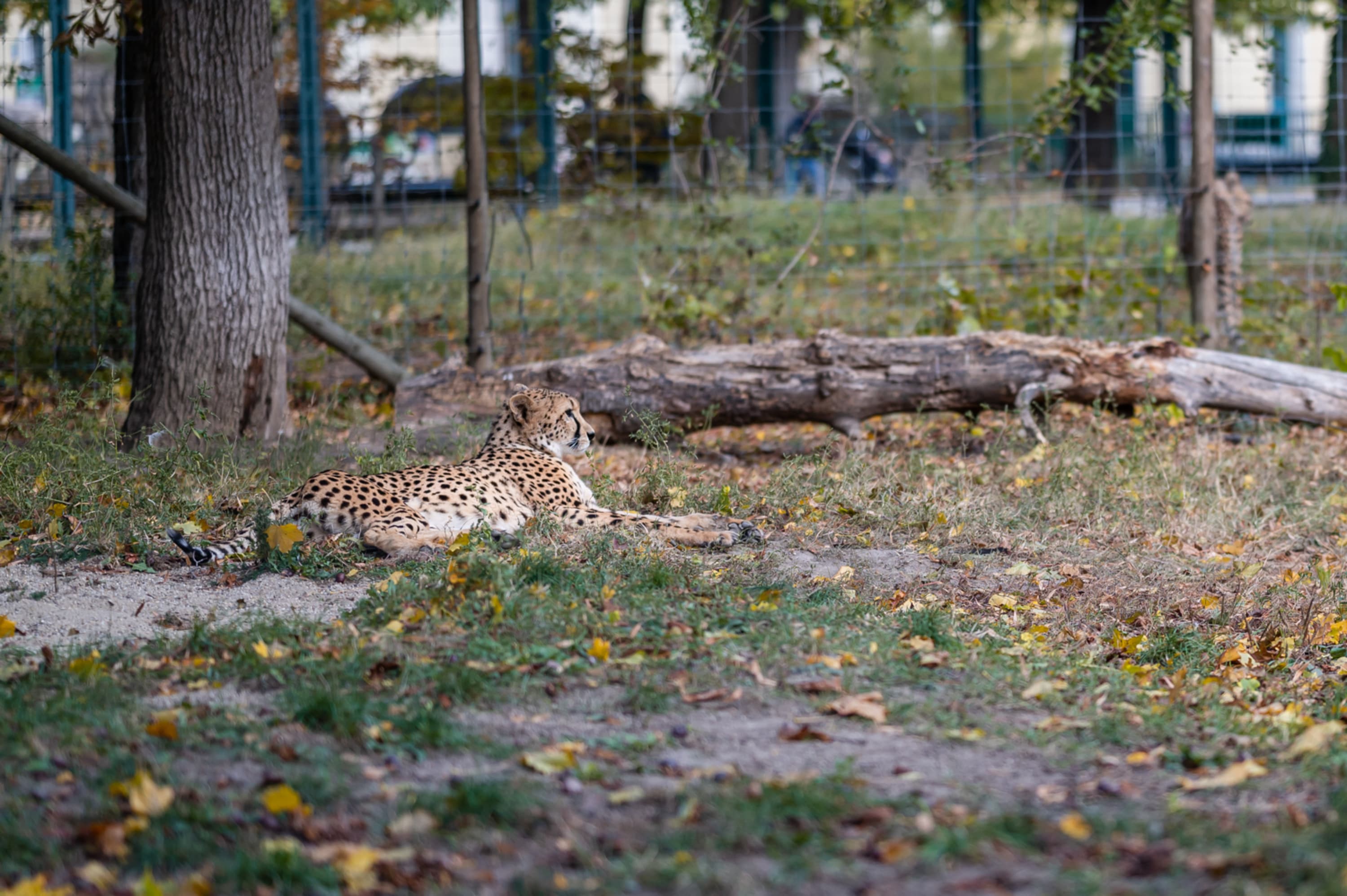 Gepard im Zoo Schönbrunn, Wien