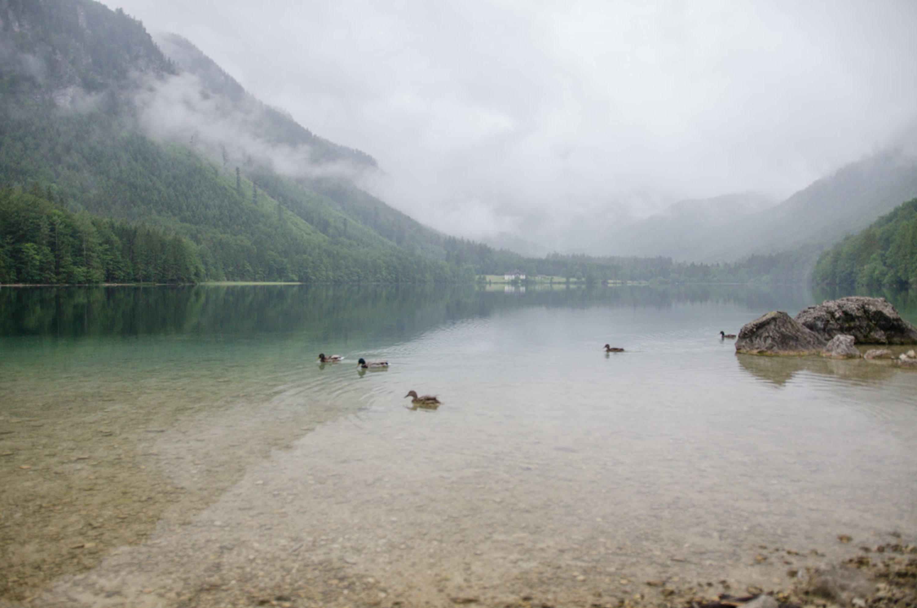 Enten am Vorderen Langbathsee, Regenstimmung