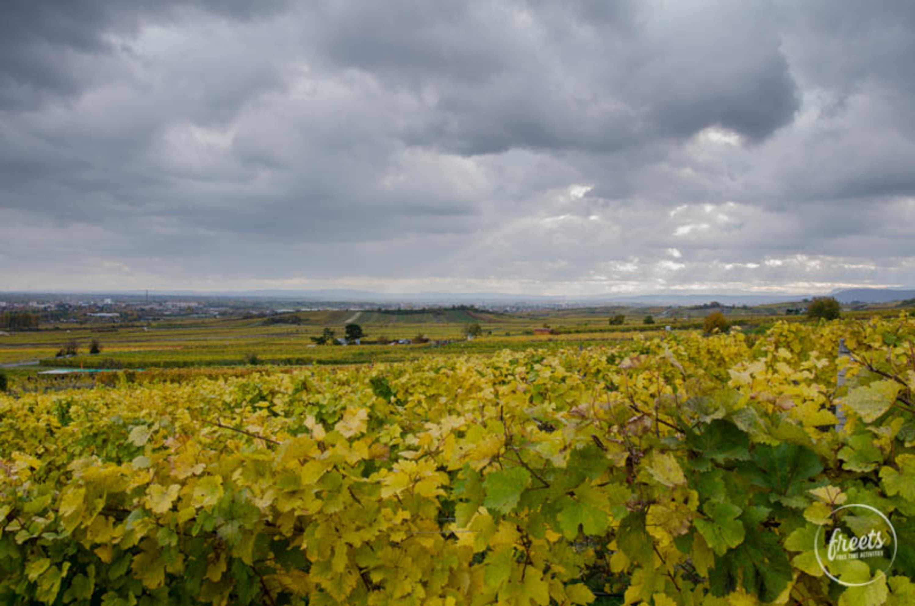 Weinberge vor Gewitterwolken am Weinwanderweg Gumpoldskirchen