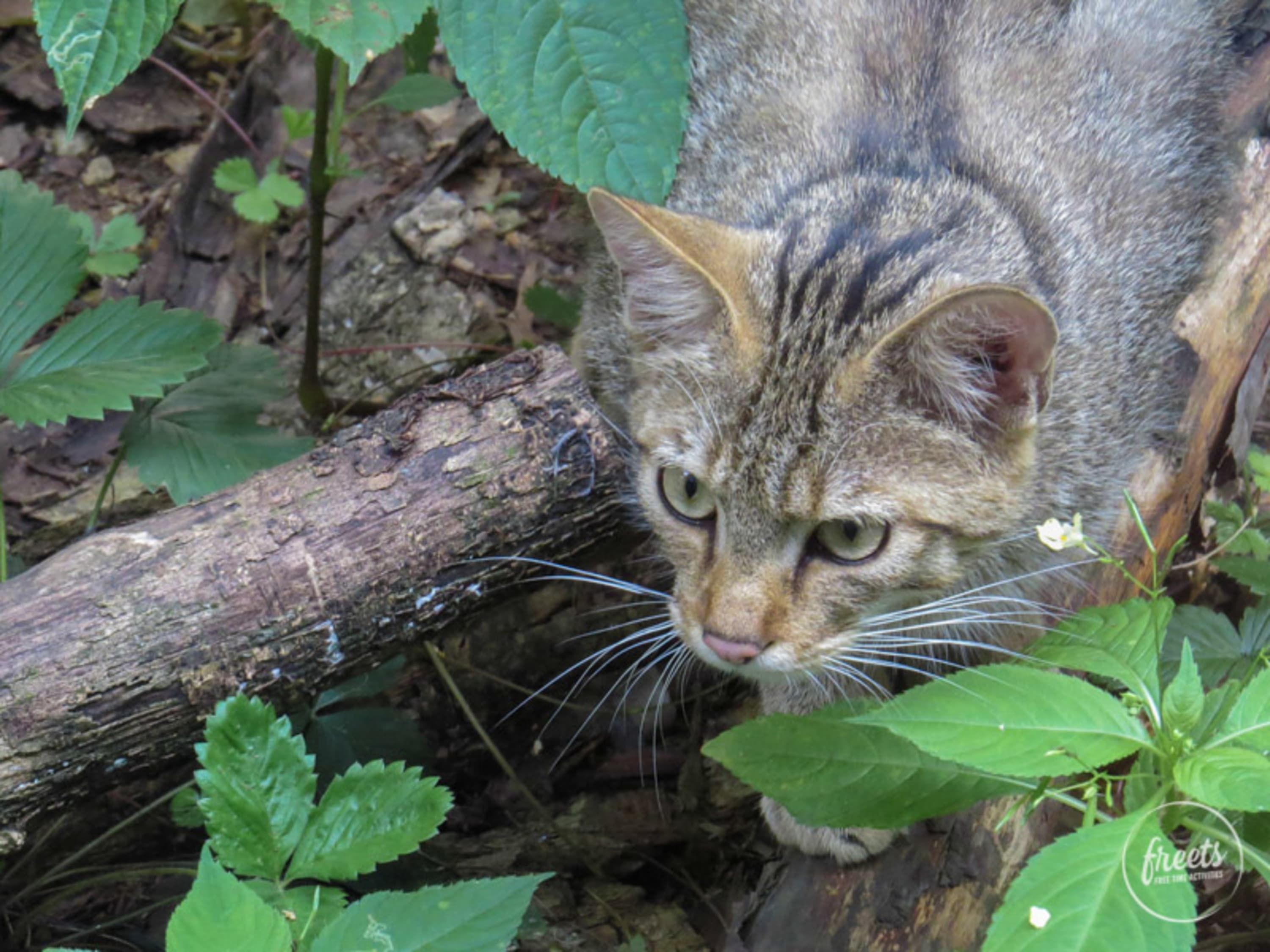 Wildkatze im Nationalparkhaus Thayatal