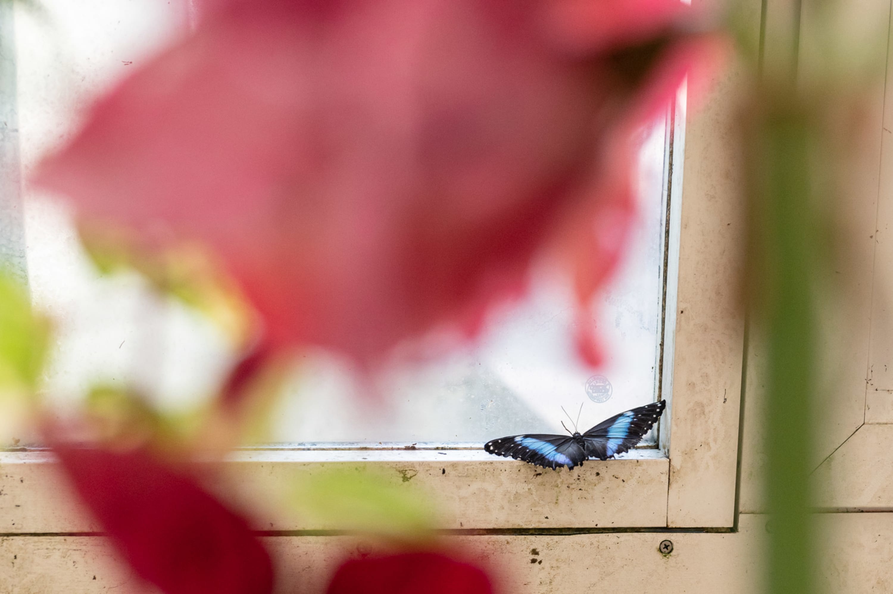 Schmetterling am Fenster des Schmetterlingshaus in Wien