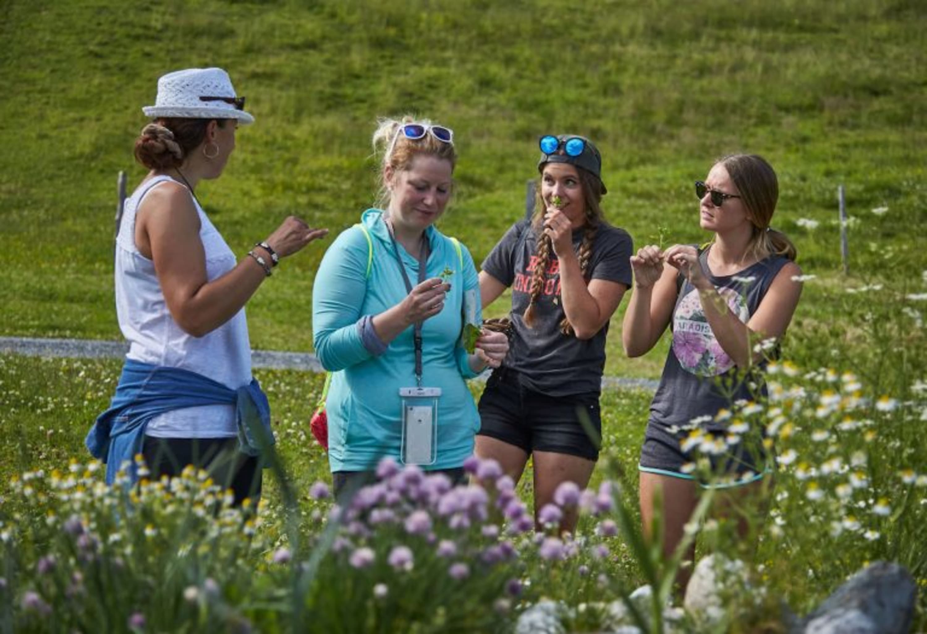 Reiteralm Kräutersmoothie Besucher beim Sammeln von Wildkräutern, Reiteralm Salzburg