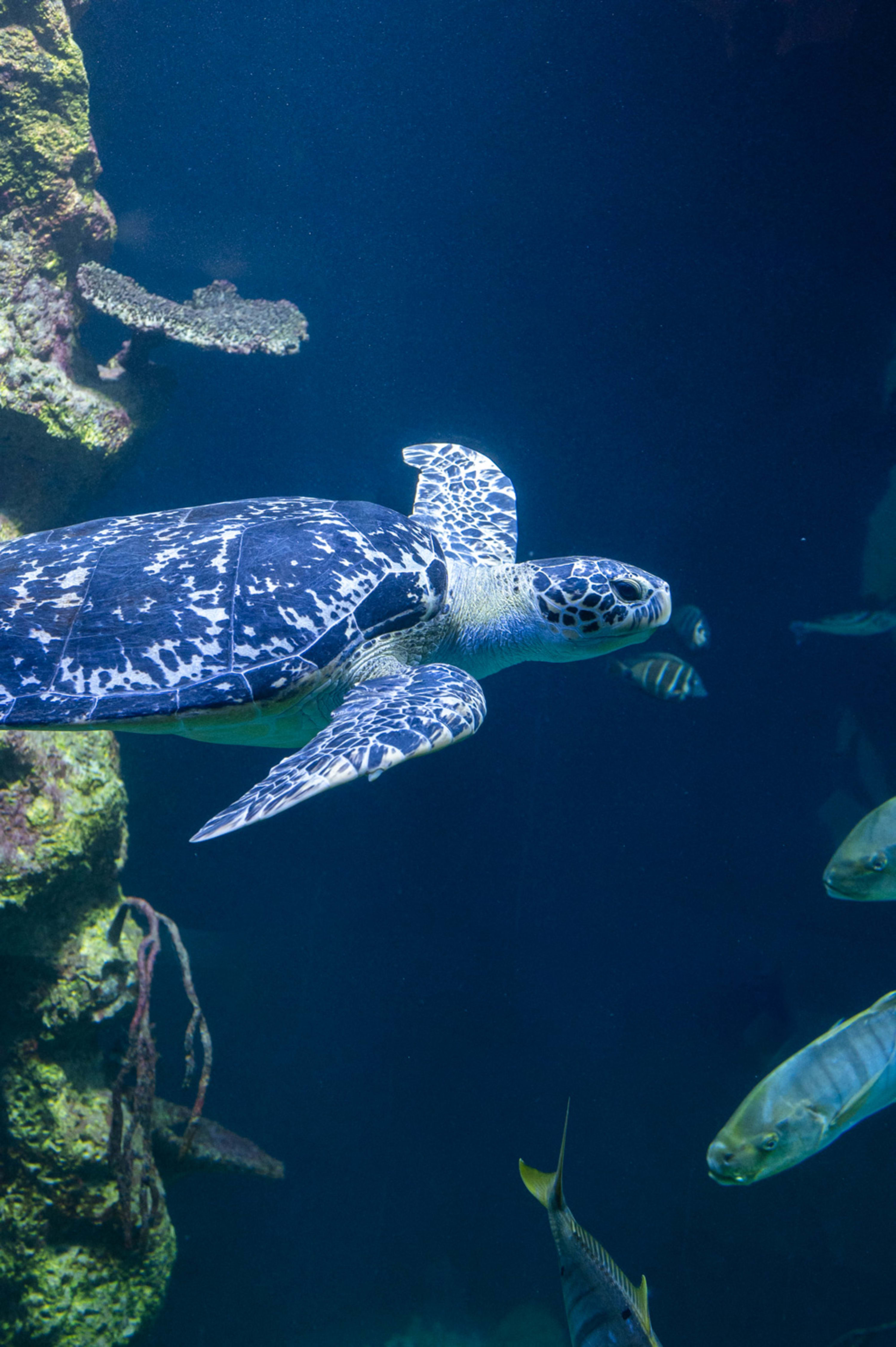 Riesenschildkröte im Haus des Meeres