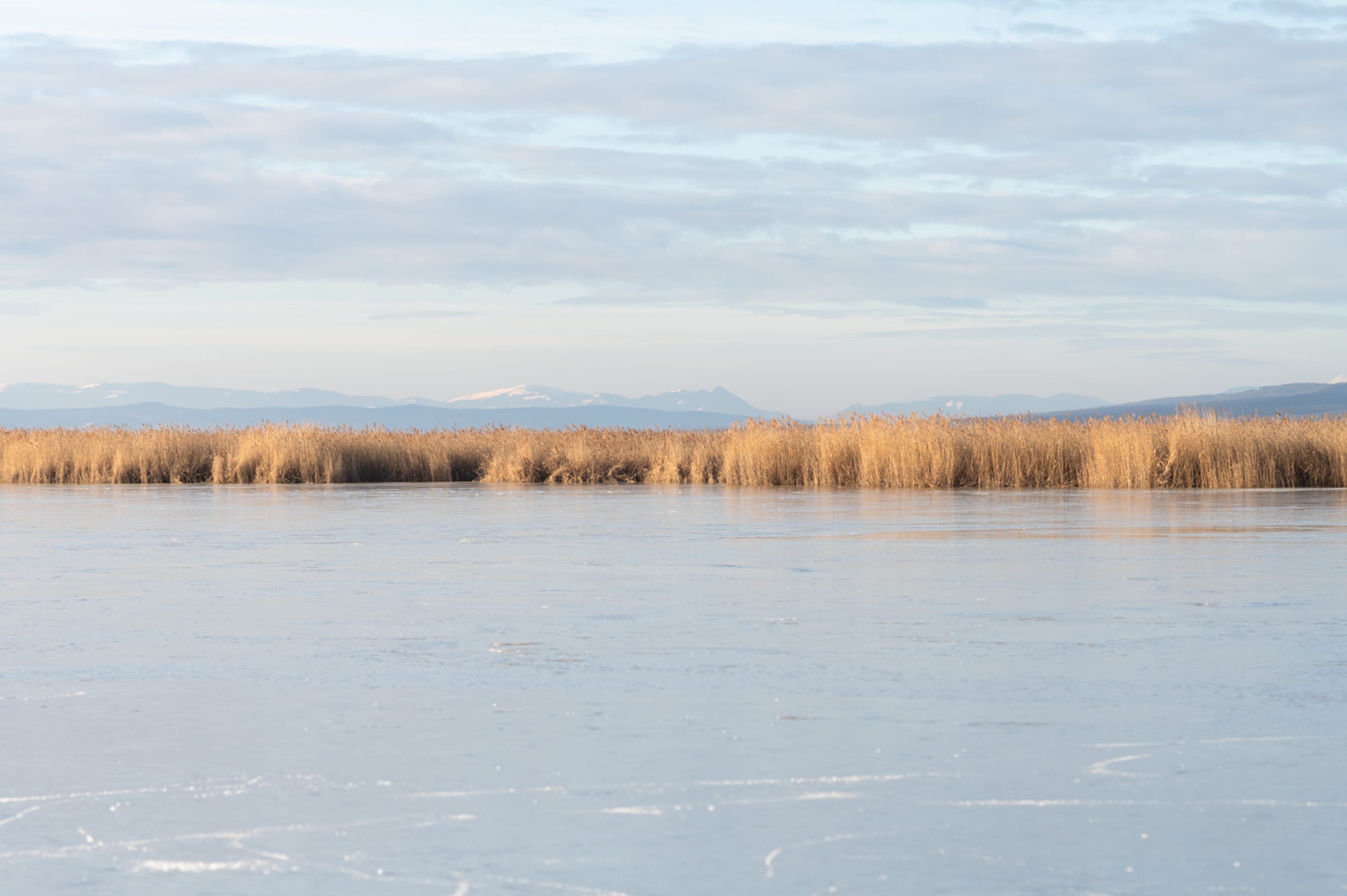 Schilf und Schneebergblick am gefrorenen Neusiedler See bei Breitenbrunn