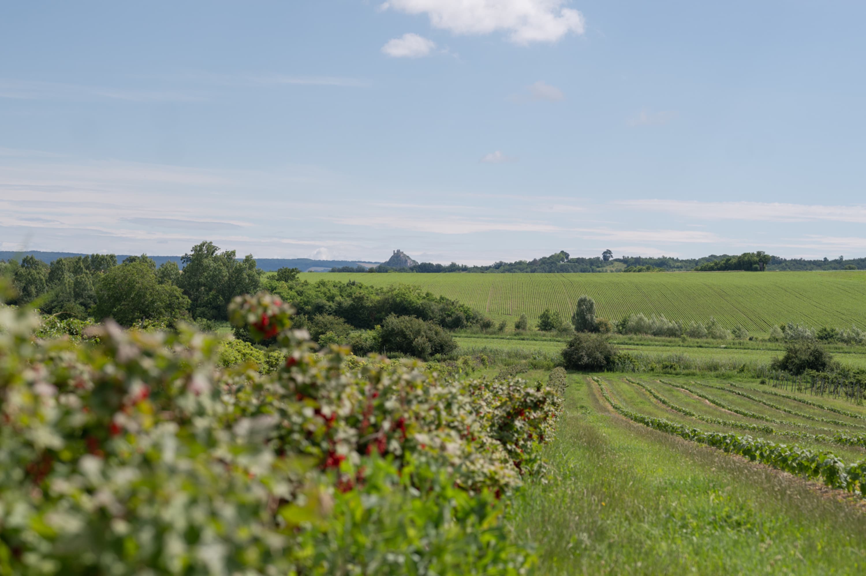 Blick übers Beerenfeld im Biobeerengarten Hummel im Weinviertel