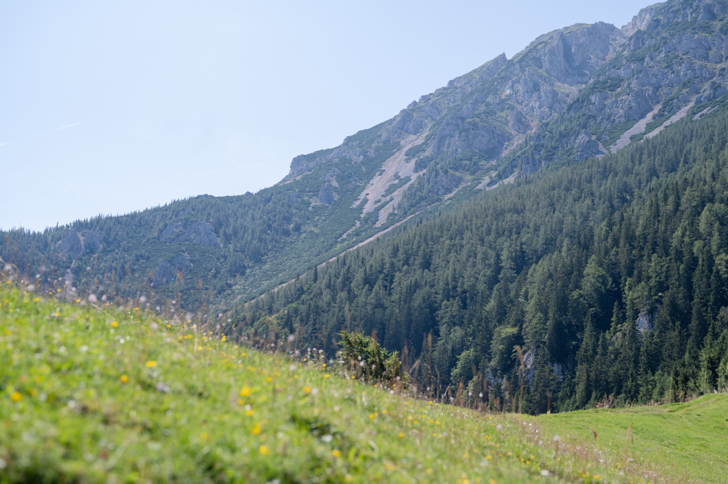 Blumenwiese am Fadensattel, Schneeberg