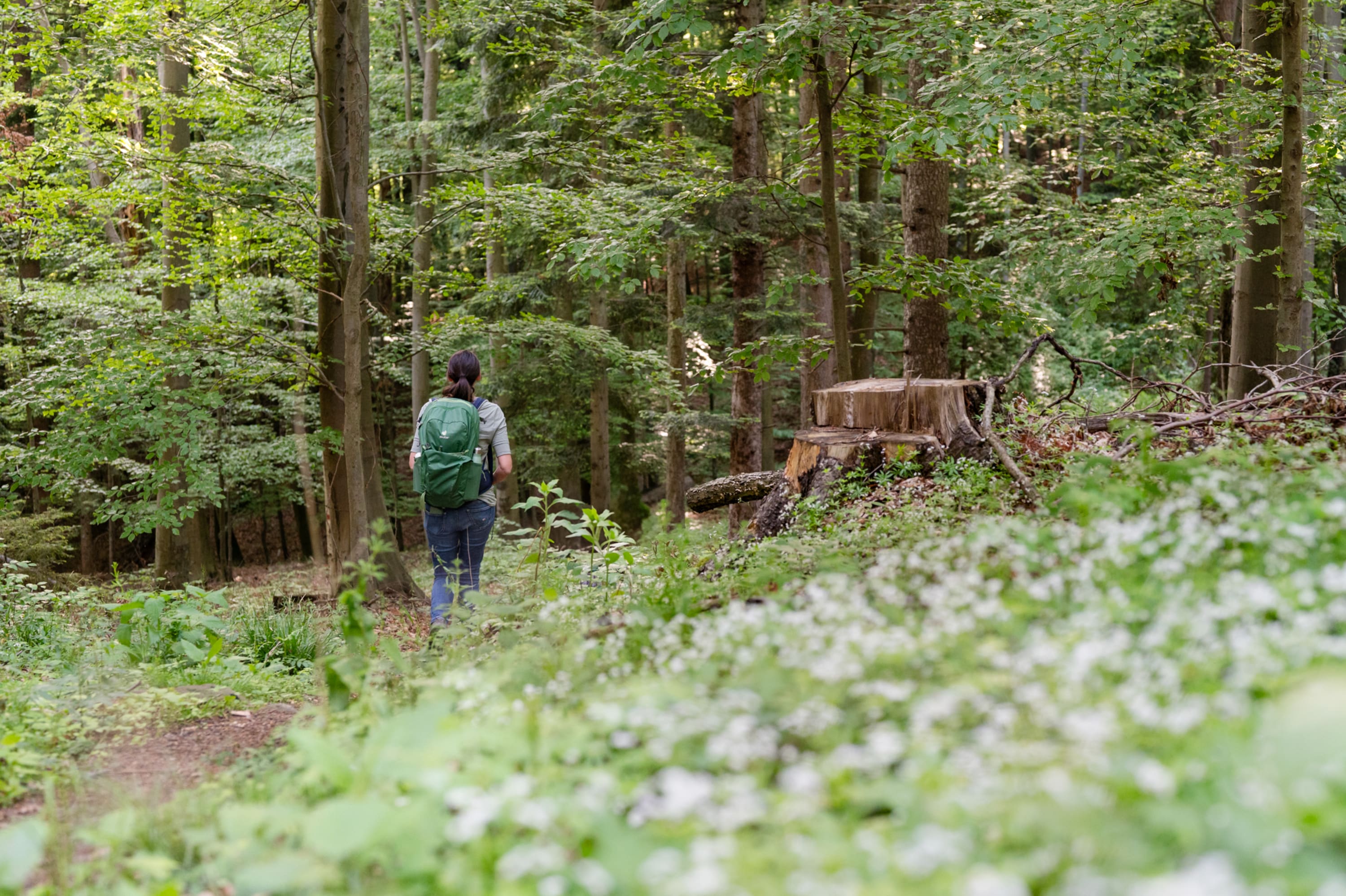Wanderung durch den Wald in Richtung Ruine Landsee, Kraftquellenweg