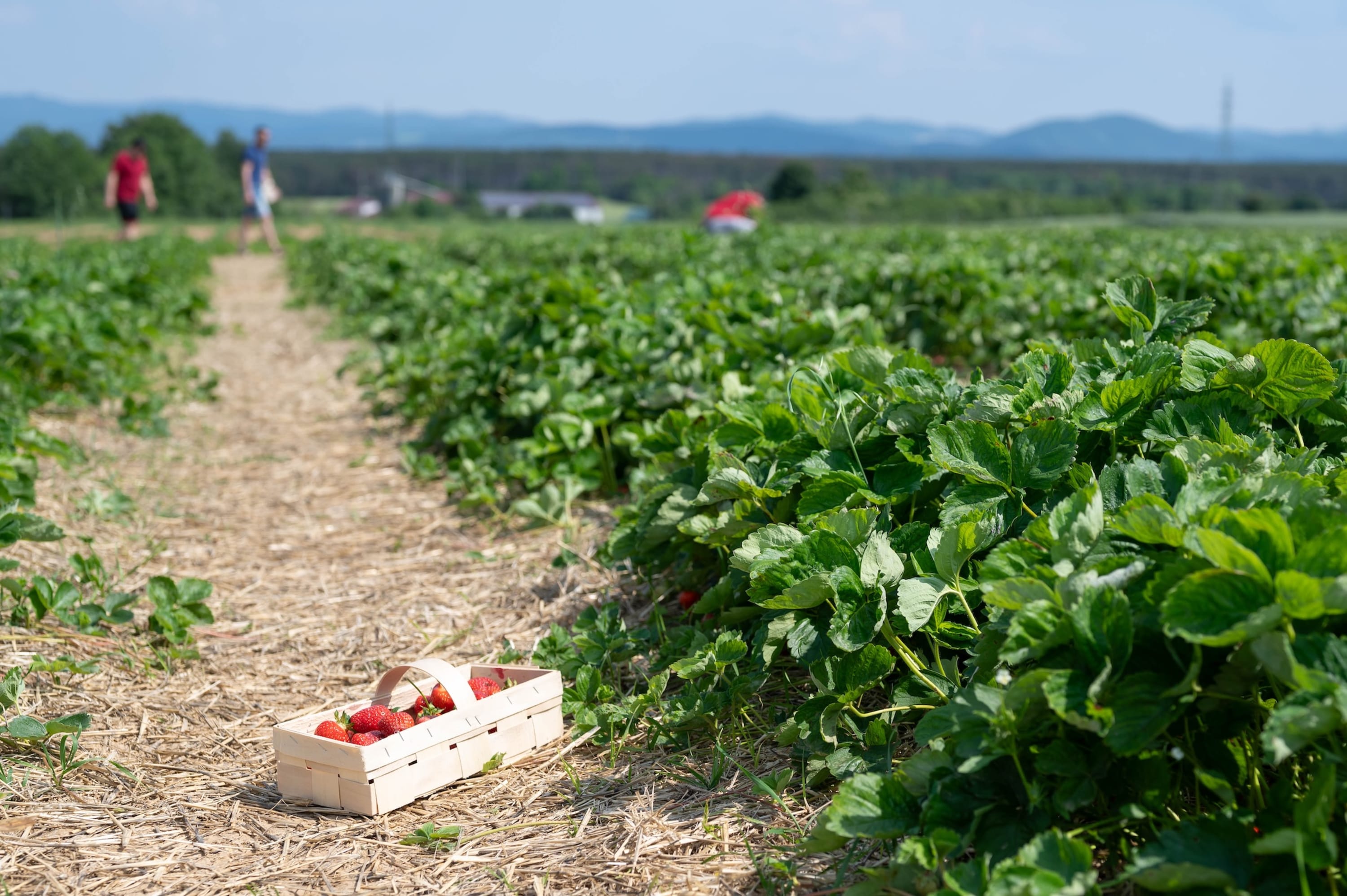 Steinfelder Erdbeeren, Feld bei St. Egyden am Steinfeld