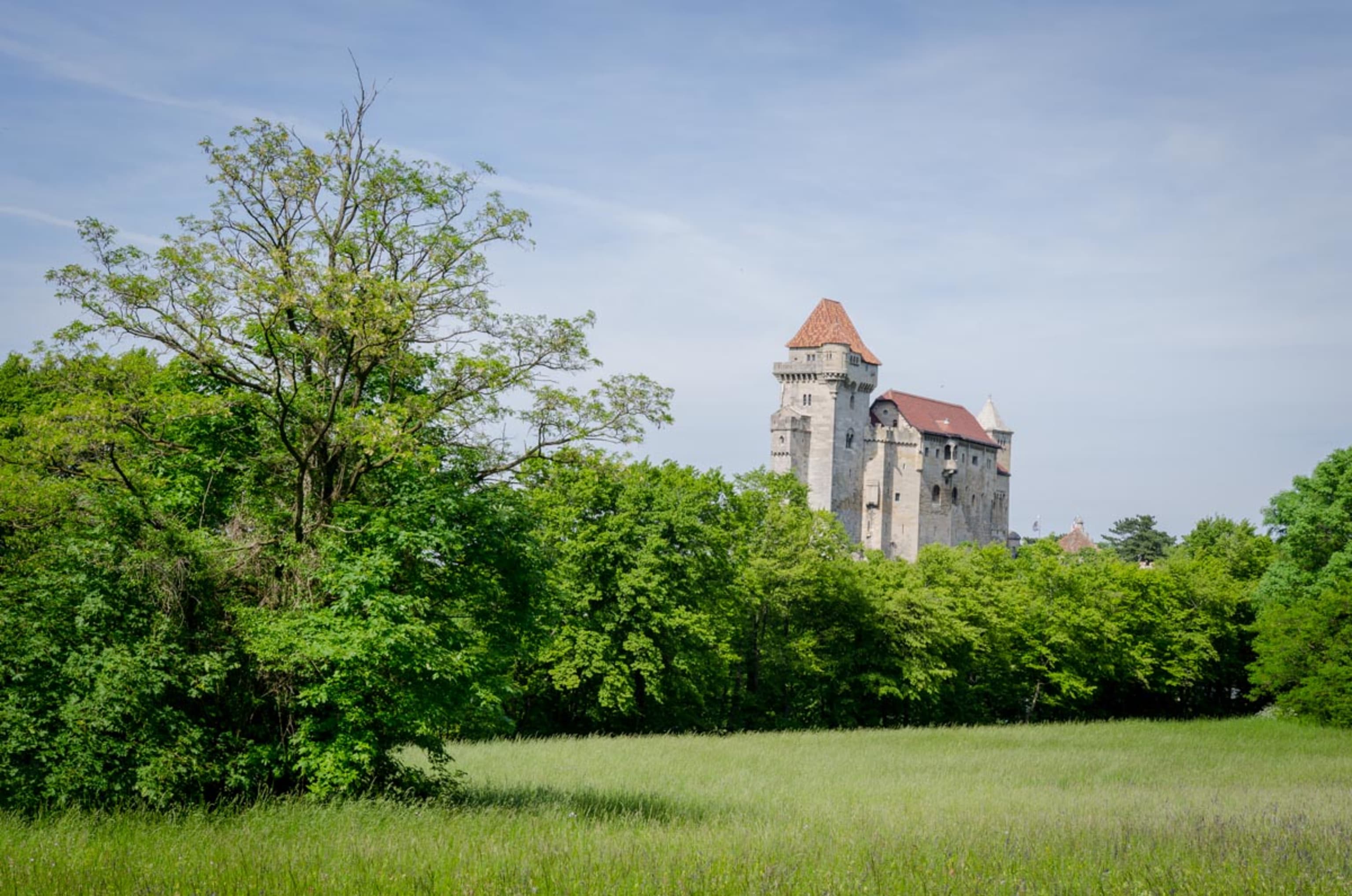 Burg Liechtenstein am Weg vom Parkplatz, mit Wiese