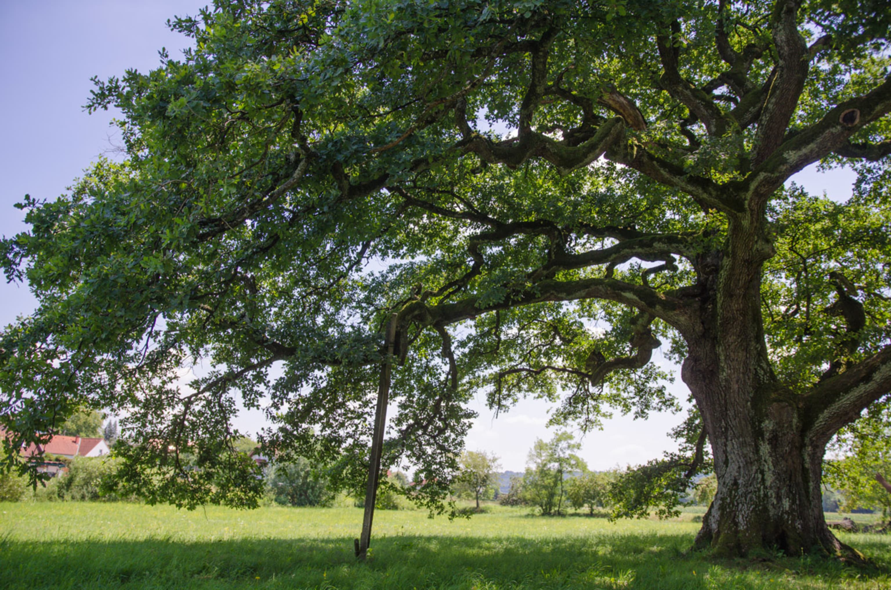 alte Eiche am Clusius Naturlehrpfad