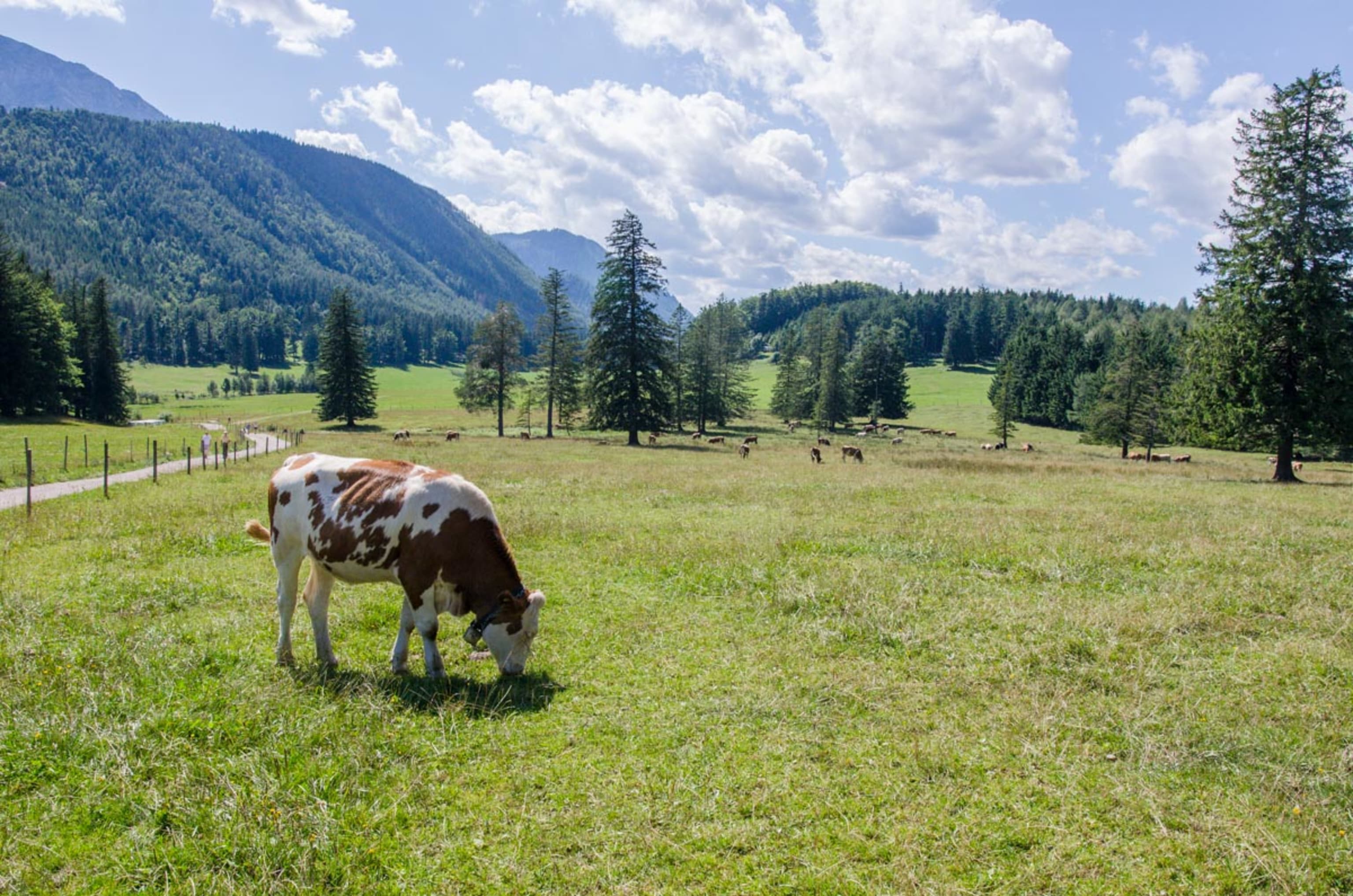 Maumauwiese, Kühe auf der Alm