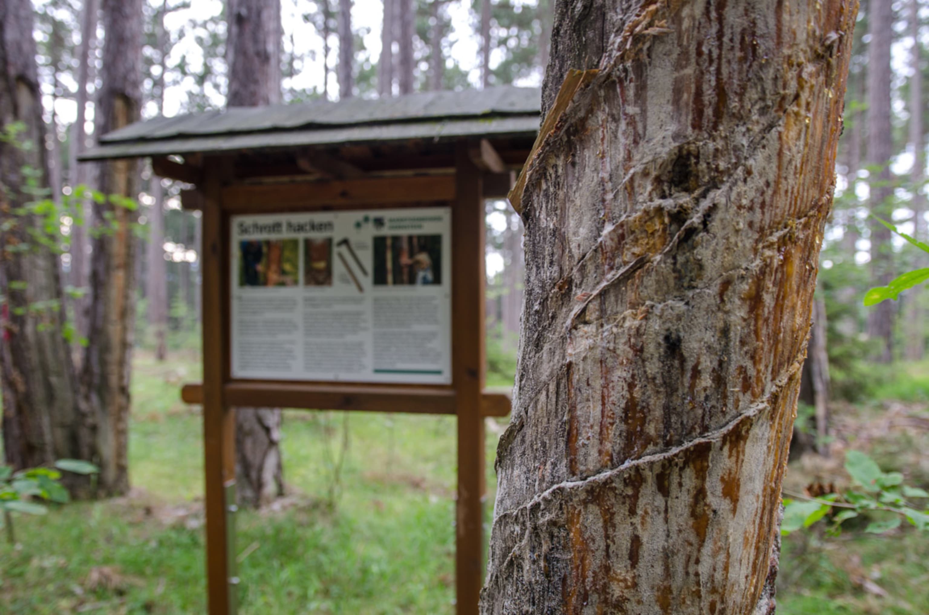Schild am Pecherlehrpfad Hernstein