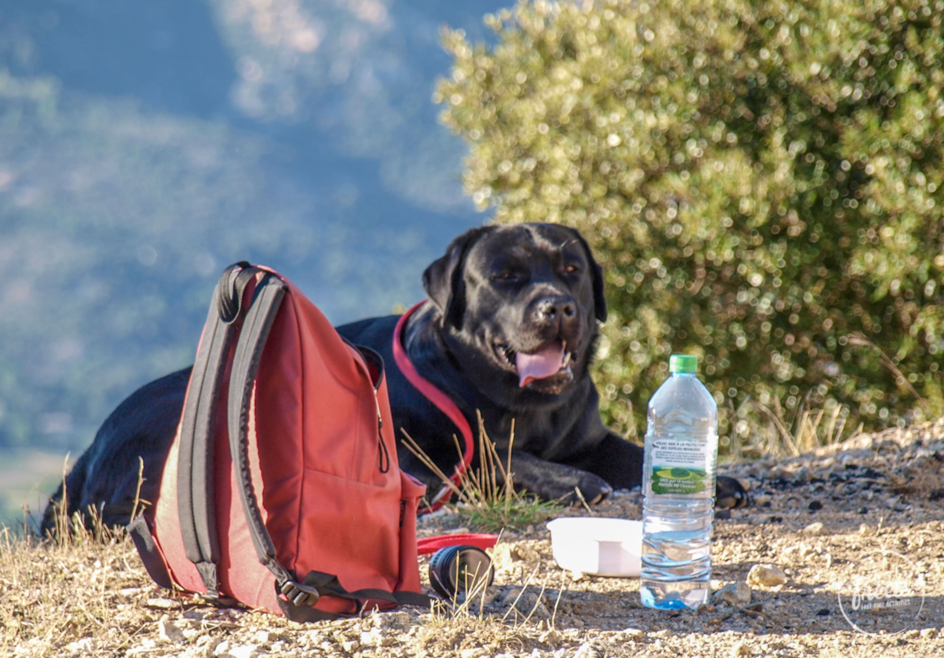 Hund beim Wandern mit Rucksack und Wasserflasche