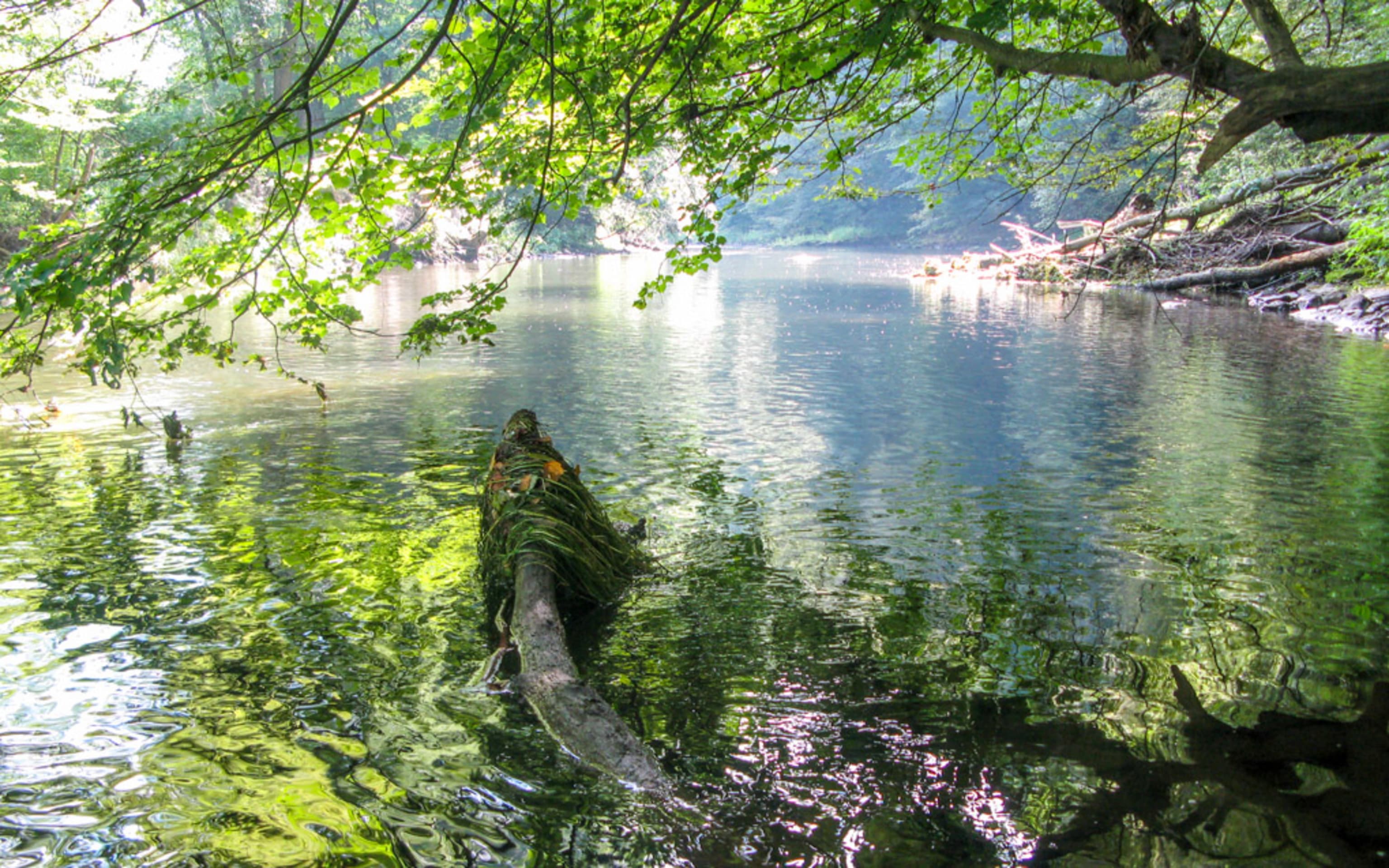 Blick auf die Thaya am Thayatalweg