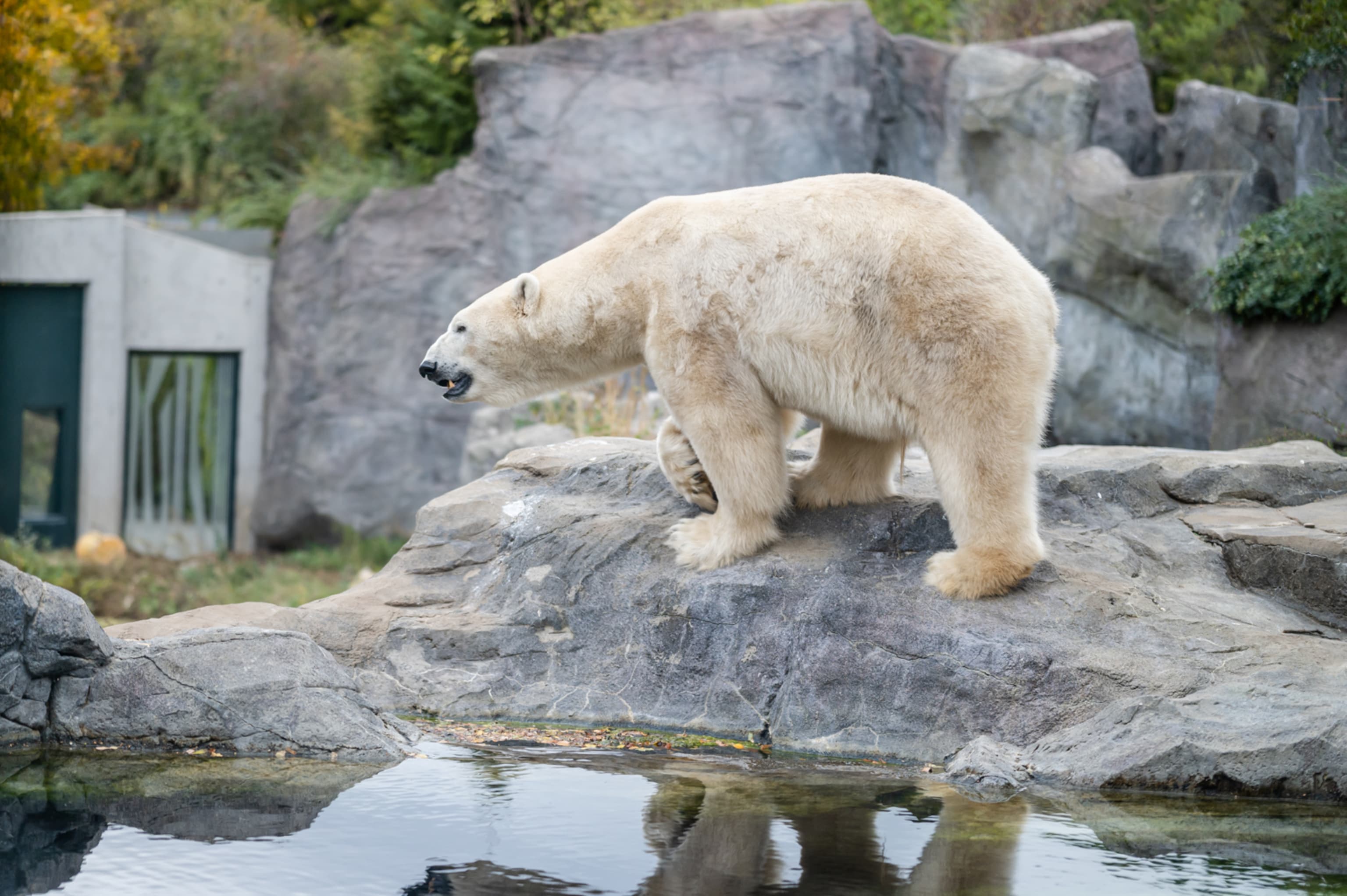 Eisbär im Zoo Schönbrunn