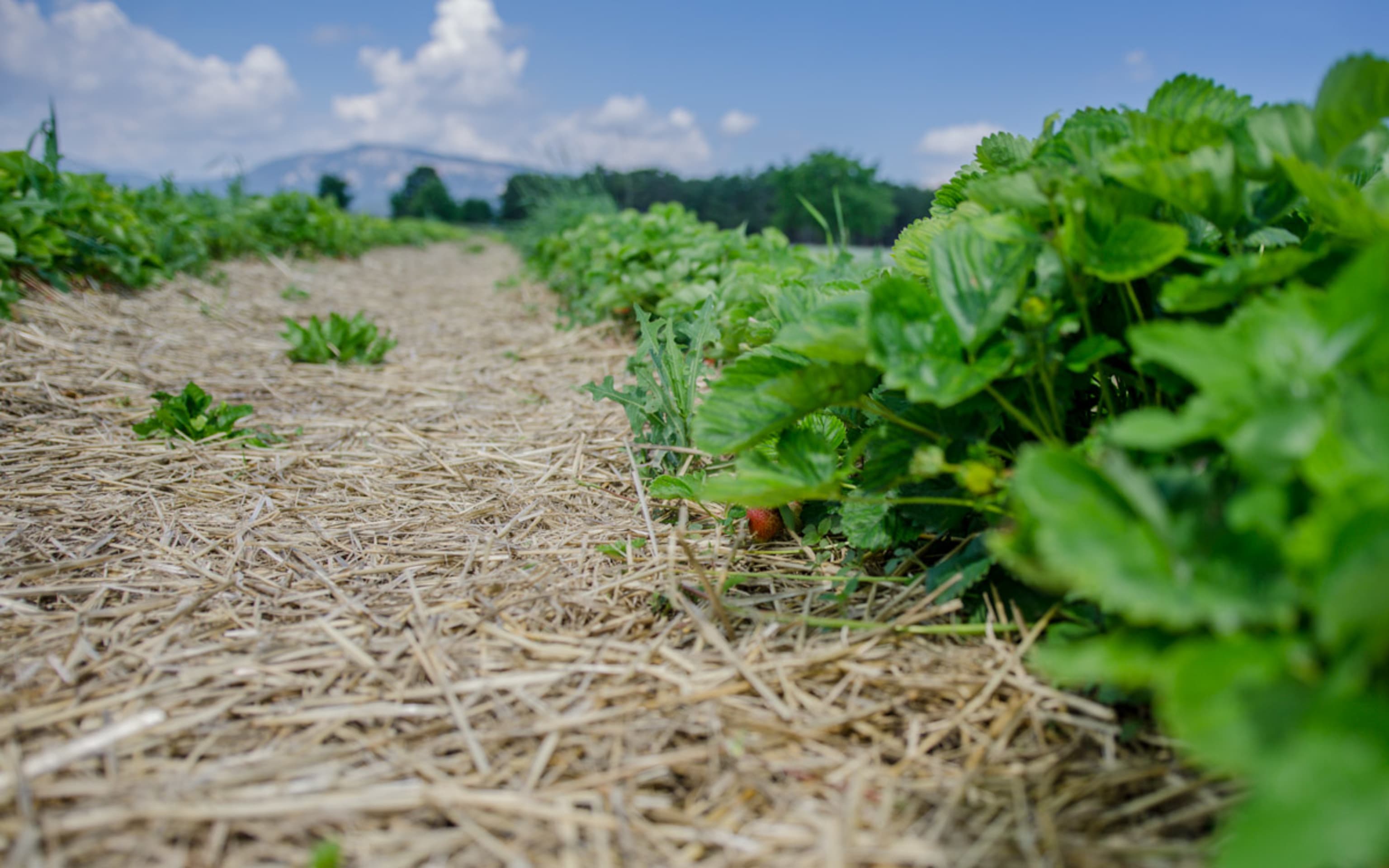 Erdbeerfeld am Steinfeld
