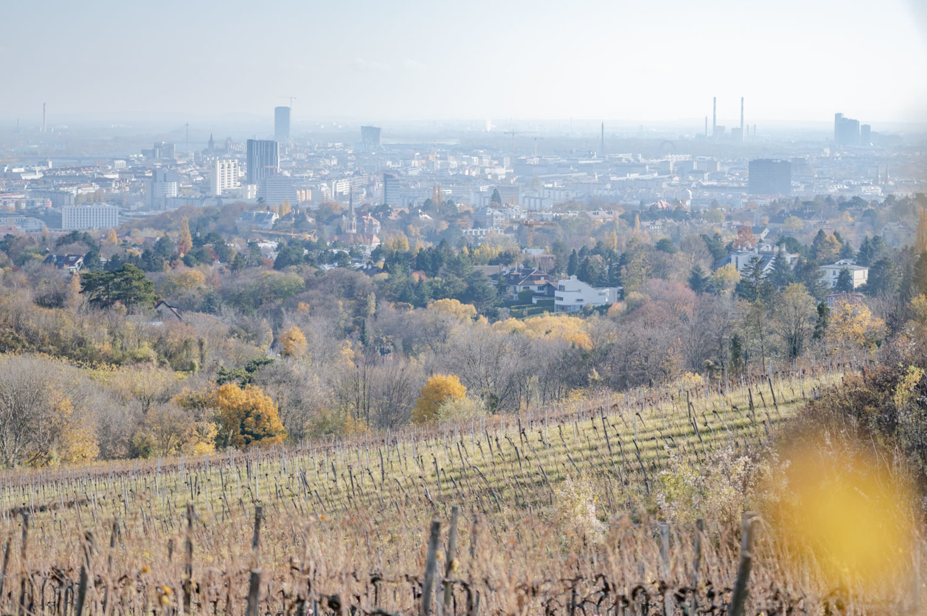 Blick über Wien beim Weinwandern am Nussberg, Wien