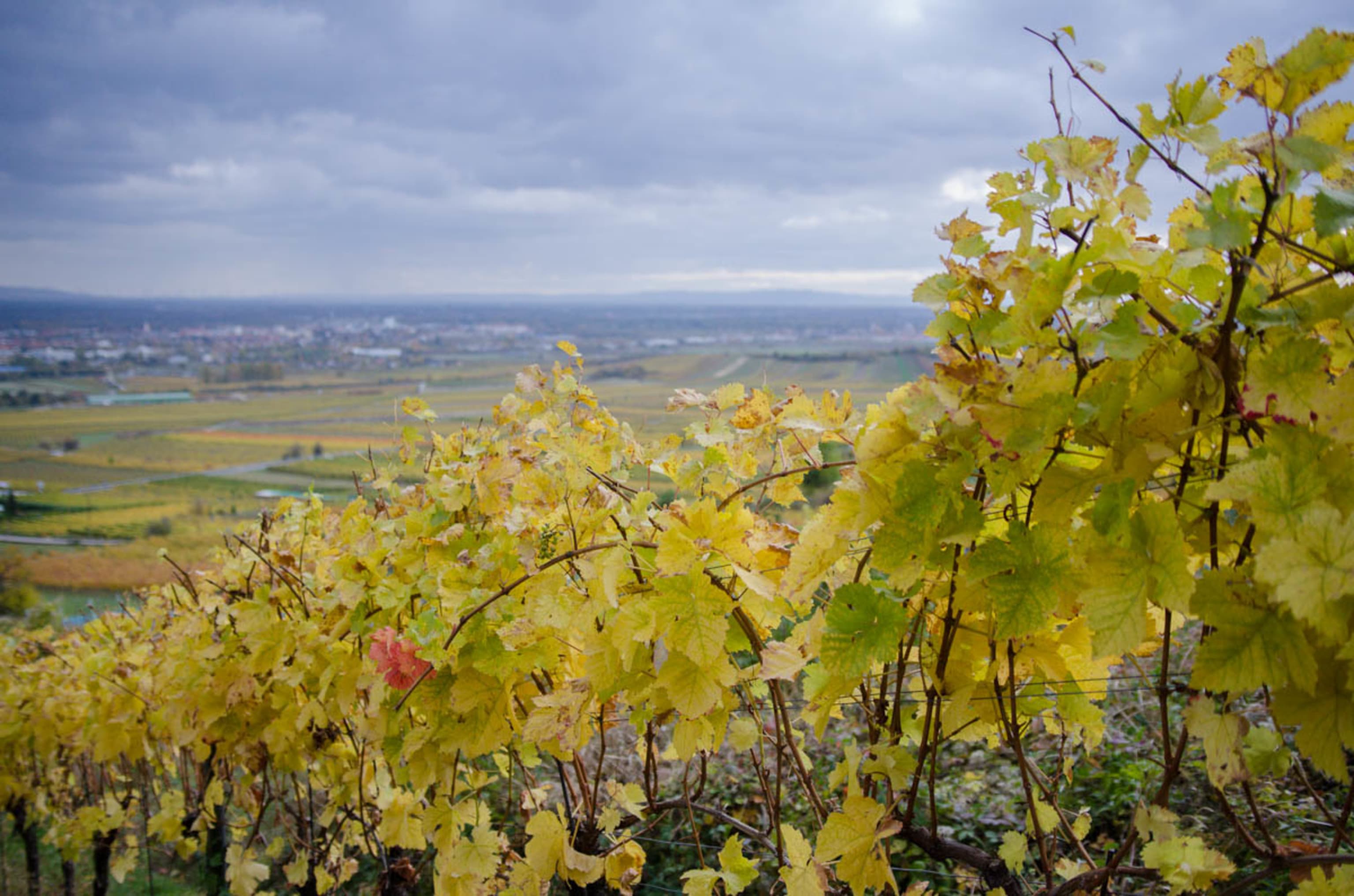 Blick über die Weinberge vom Weinwanderweg in Gumpoldskirchen