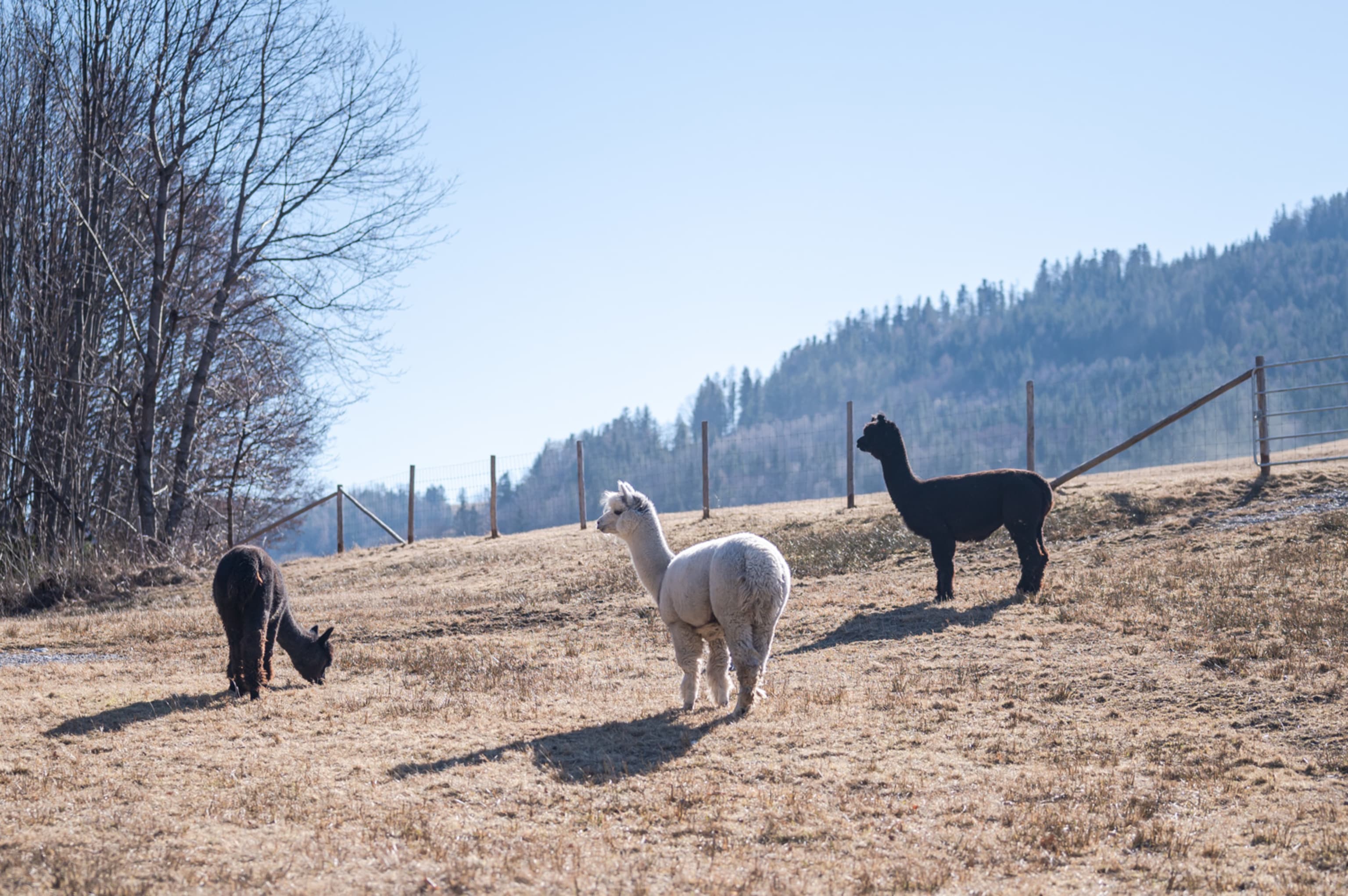 Raxalpakas im Gehege bei Reichenau