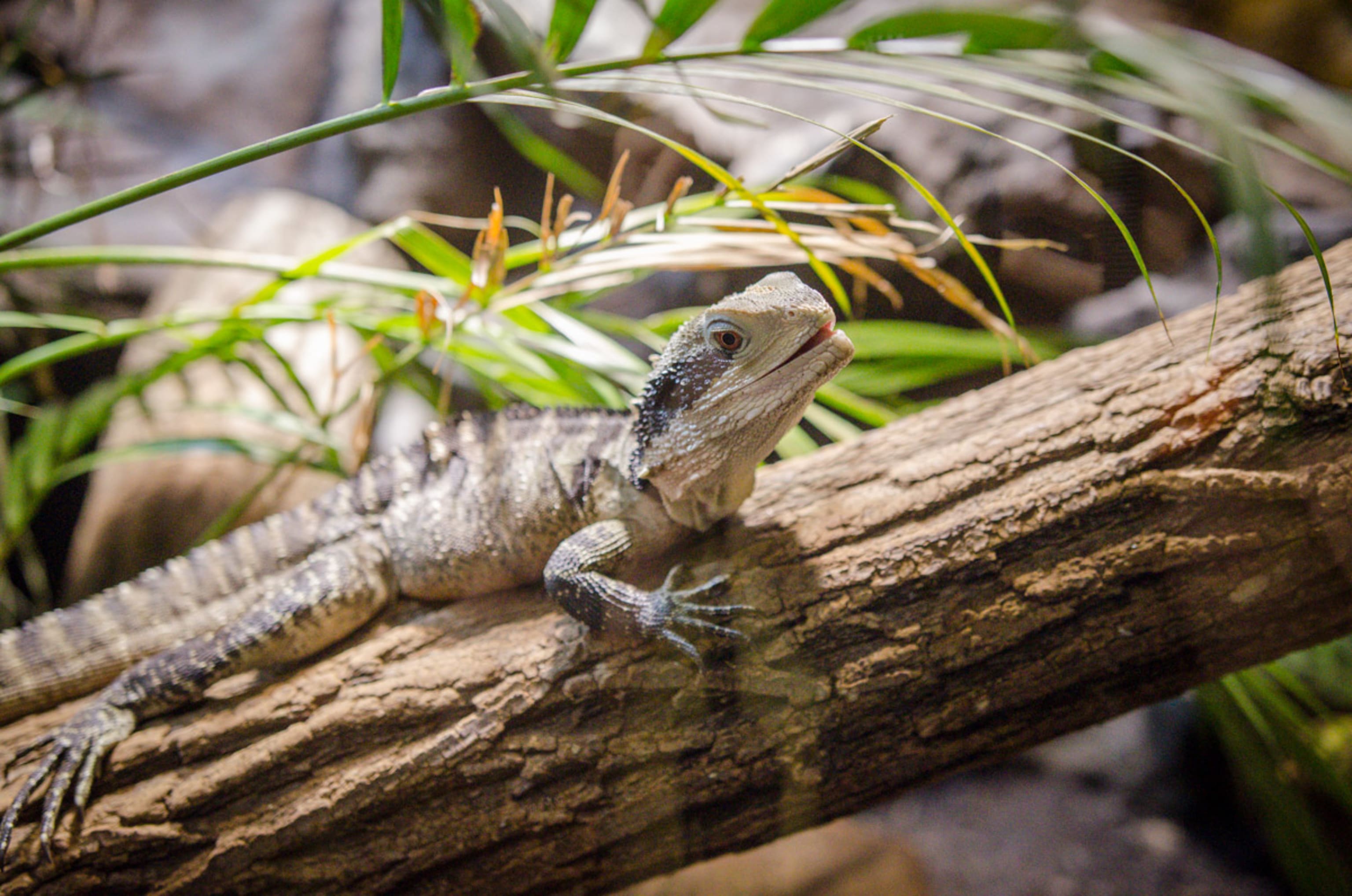 Echse im Reptilienzoo Forchtenstein