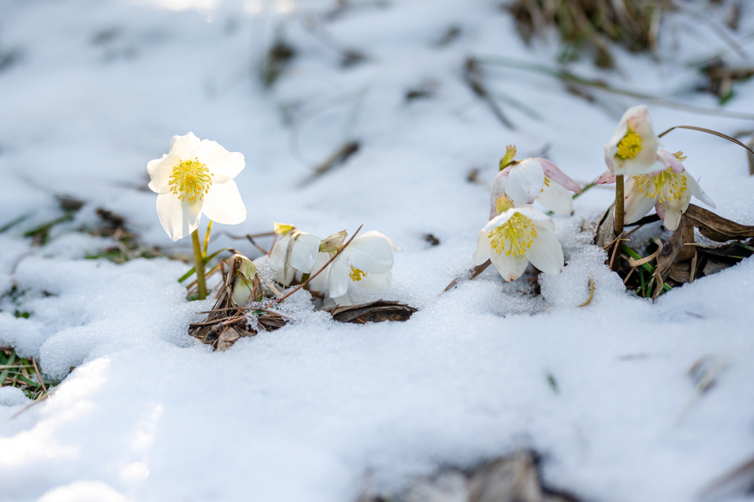 Schneerosen am Himberg mit Schnee