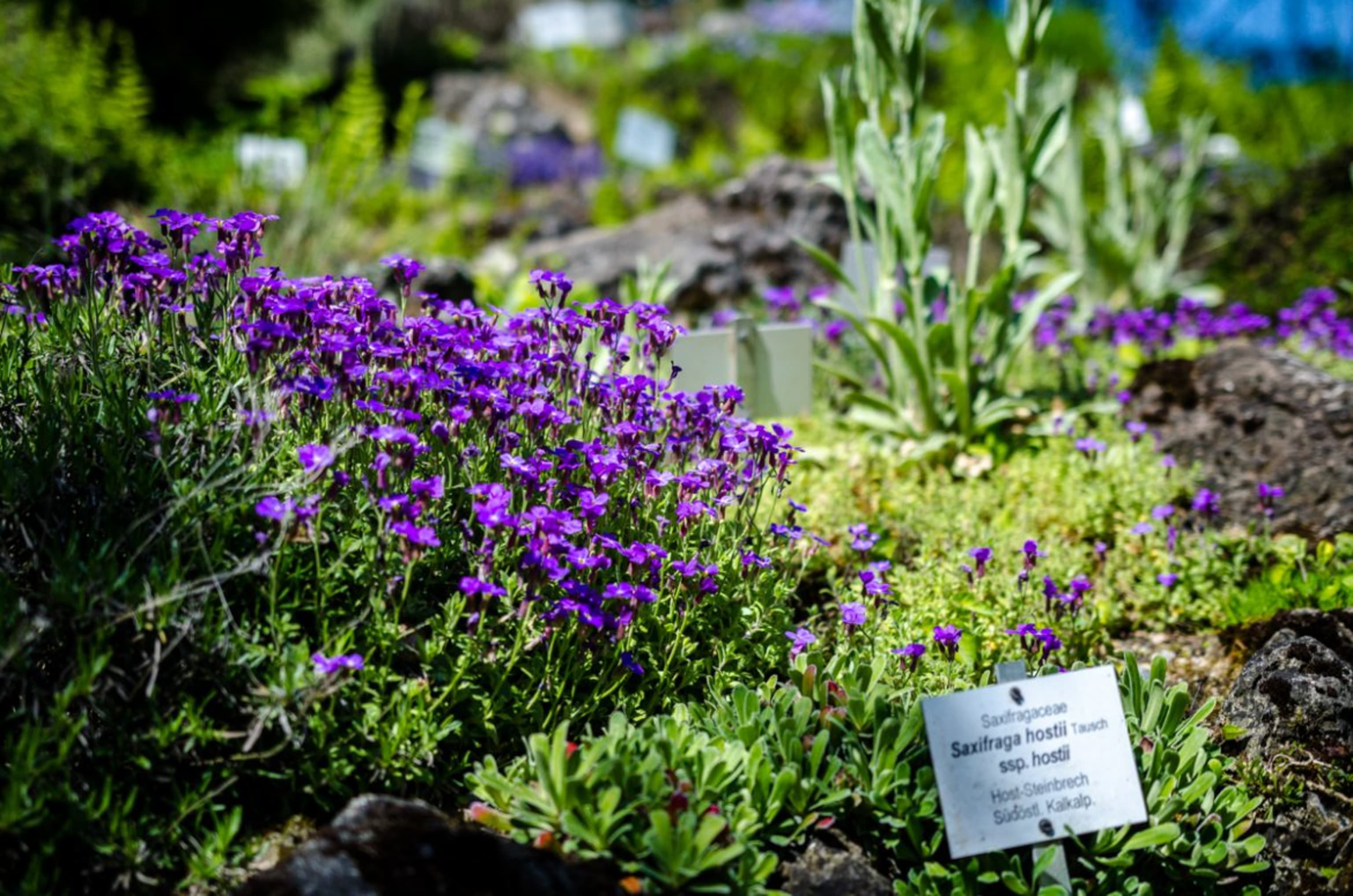 Blumen im Alpengarten, Botanischer Garten Wien
