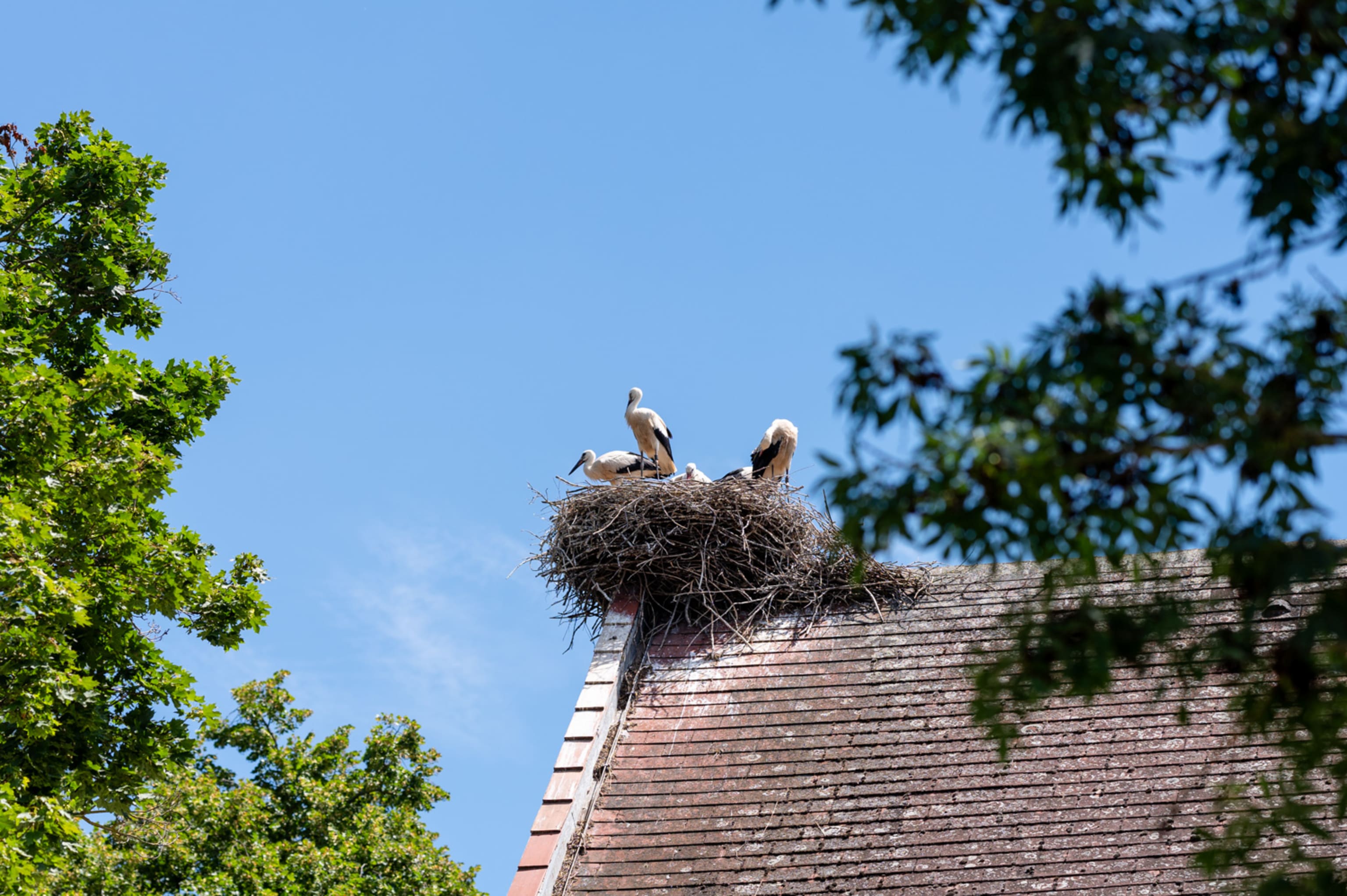 Storchennest am Dach bei Schloss Marchegg