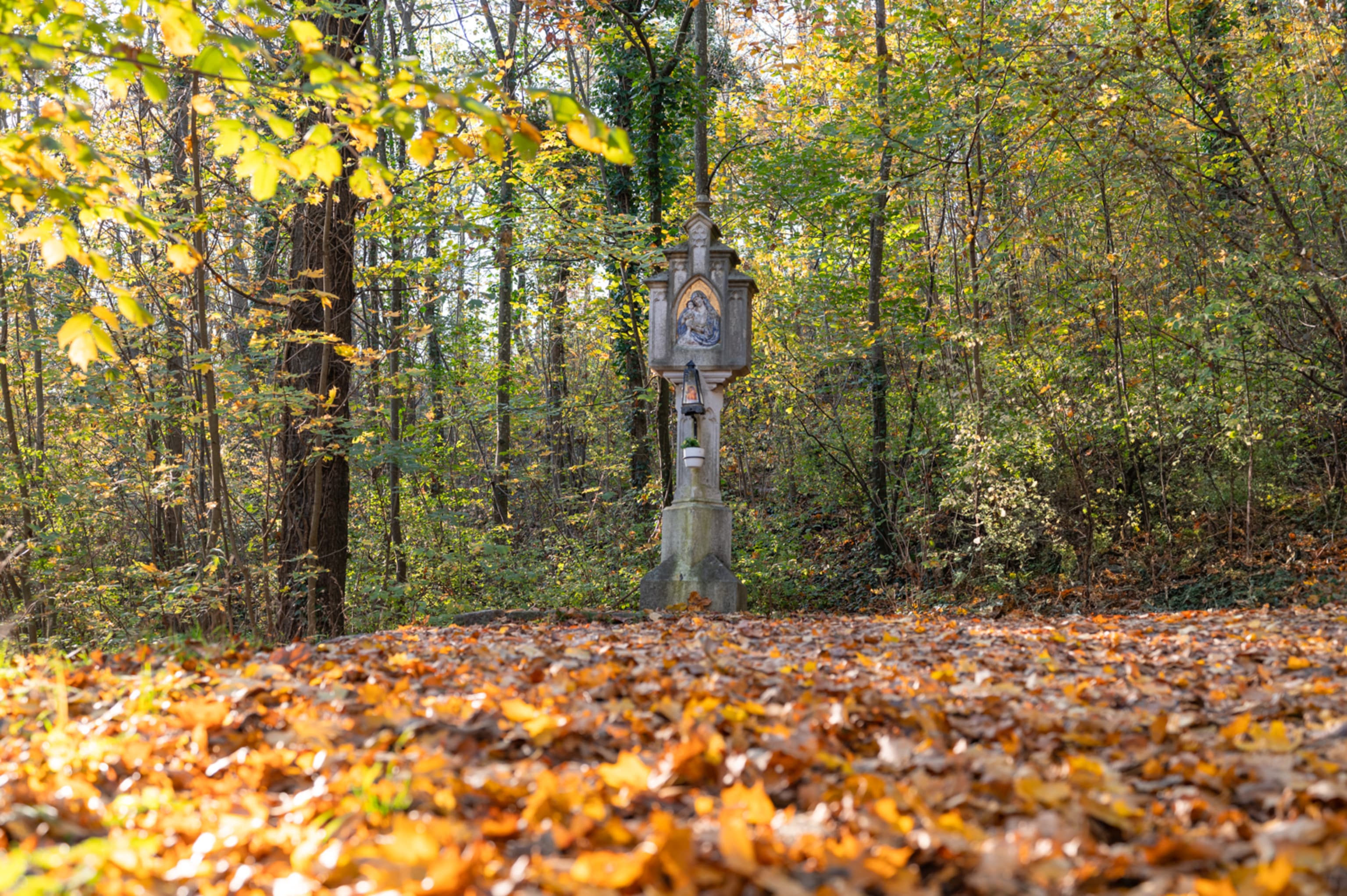 Waldweg zur Ruine Rauheneck im November