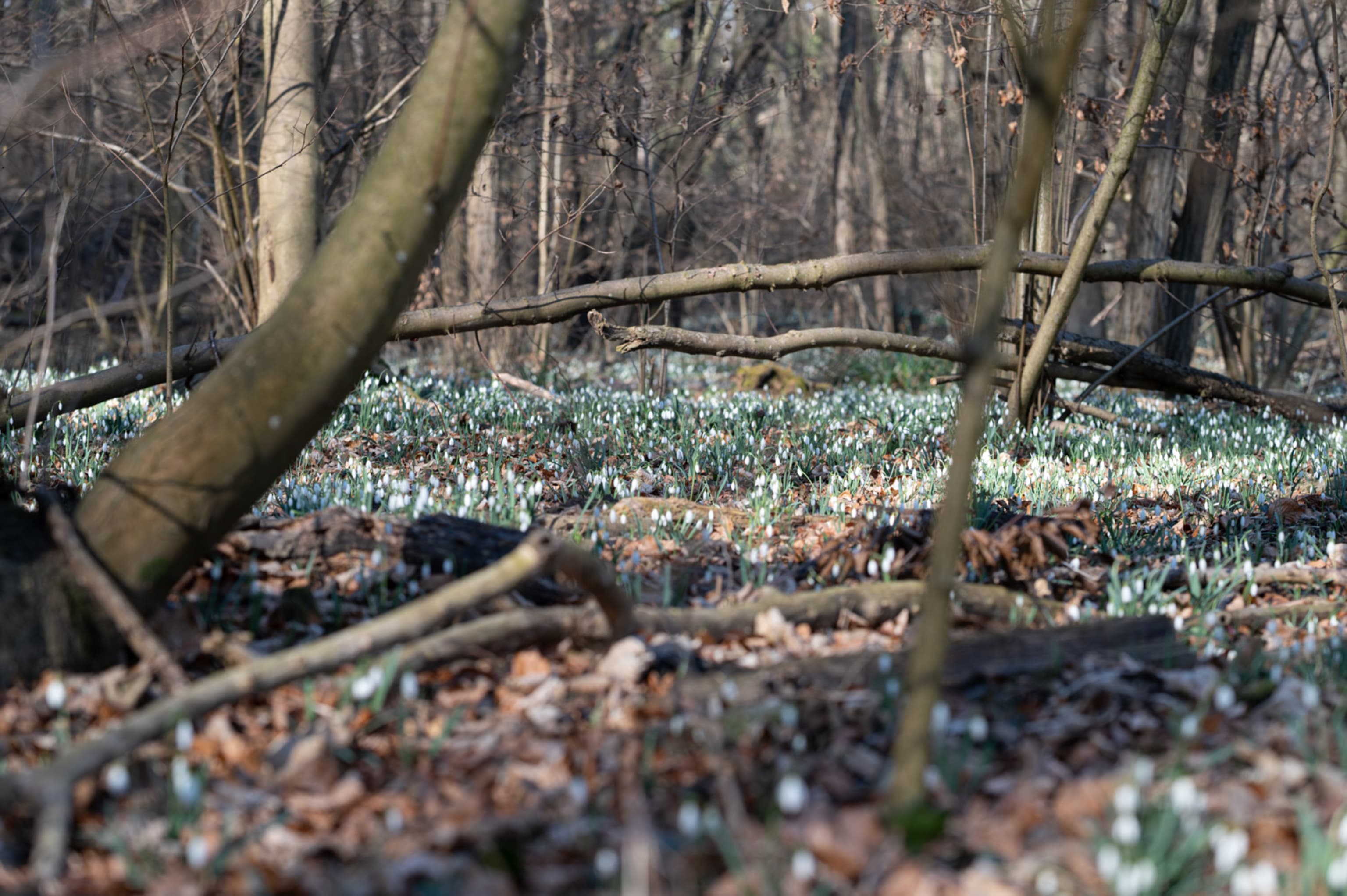 Schneeglöckchen in der Wüste in Mannersdorf am Leithagebirge