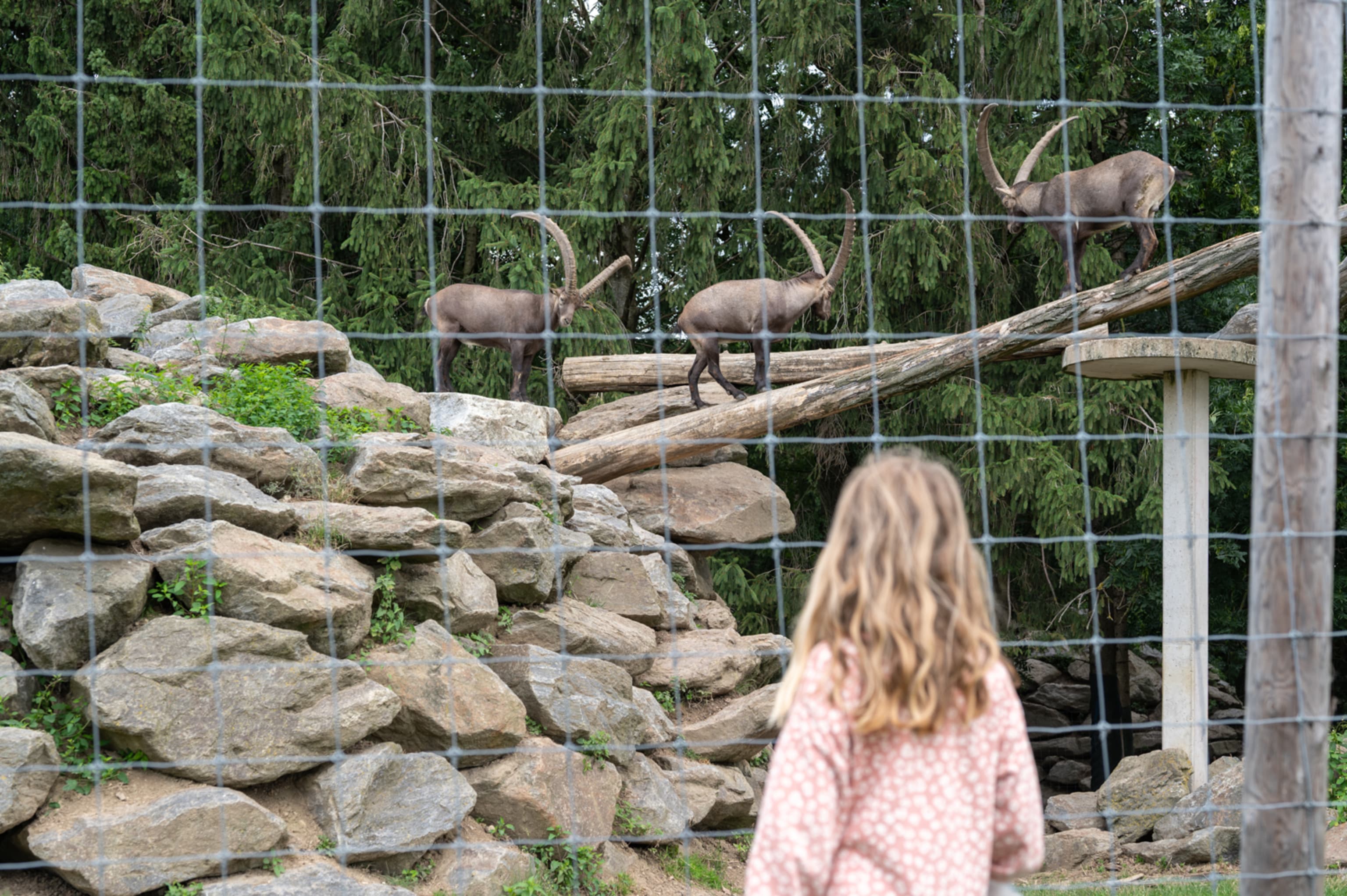 Mädchen vor Steinbockgehege im Wildpark Hochrieß