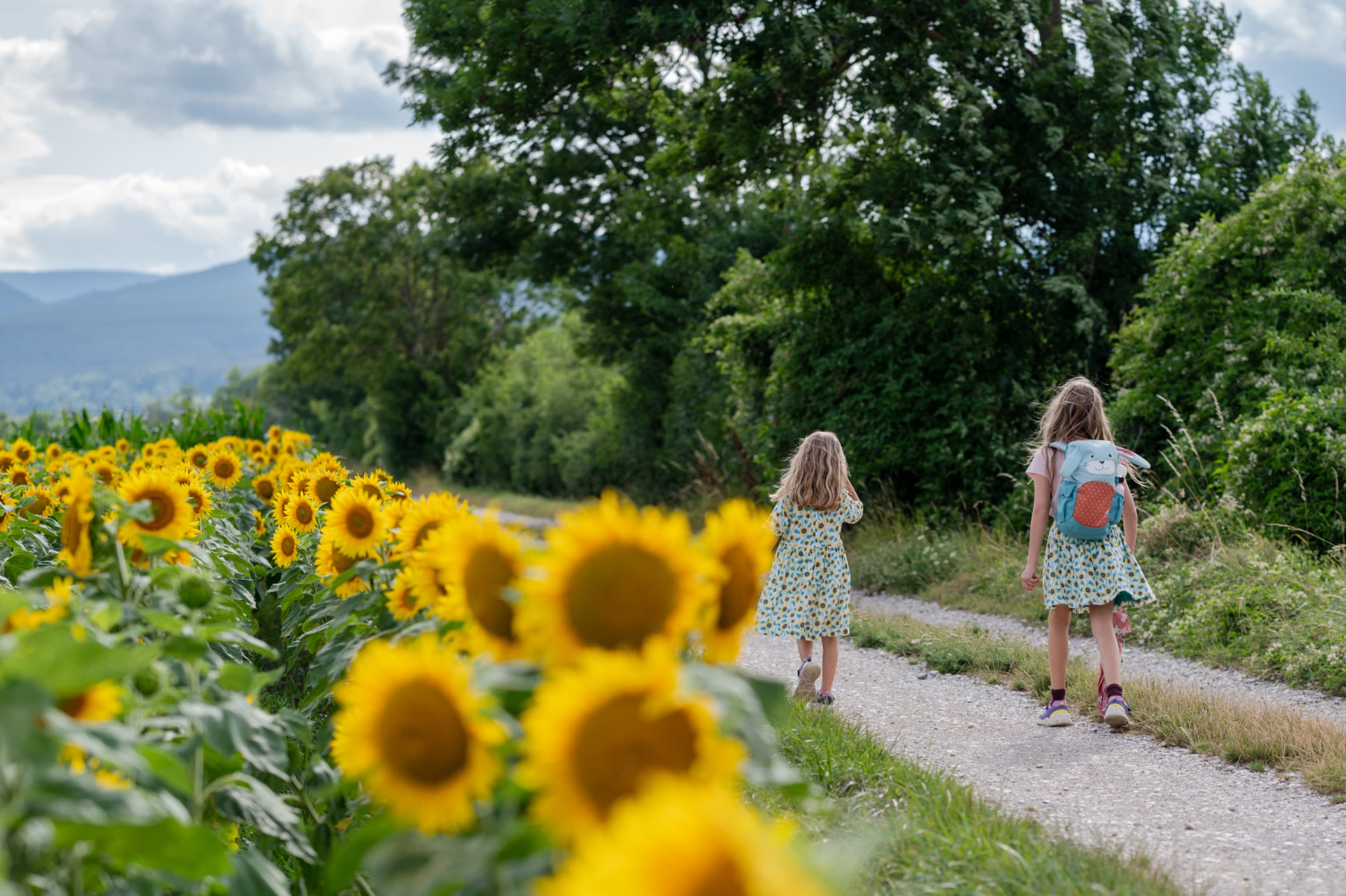 Spaziergang entlang der Sonnenblumenfelder in Urschendorf, Wiener Alpen, Niederösterreich