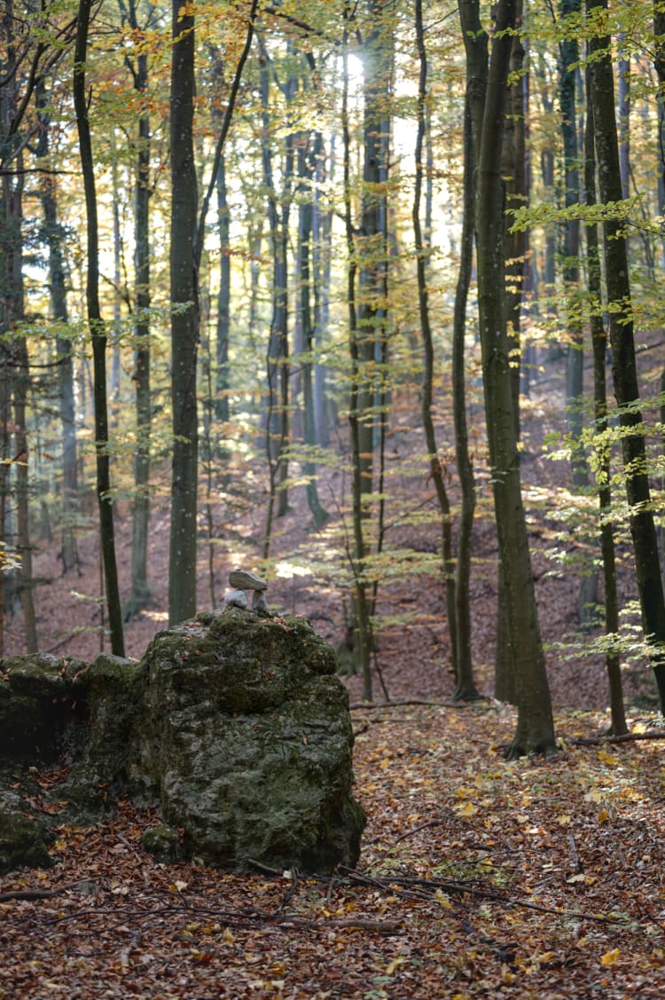 Groessenberg, Wald Richtung Gipfelwiese im Herbst