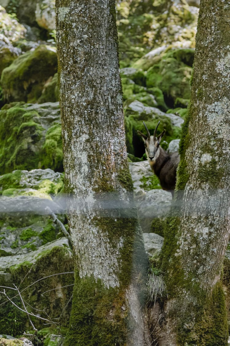 Gämse im Naturpark Falkenstein