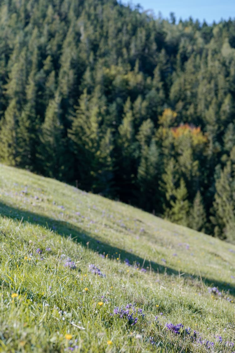 Rückweg am Gelände über die Scheimhütte