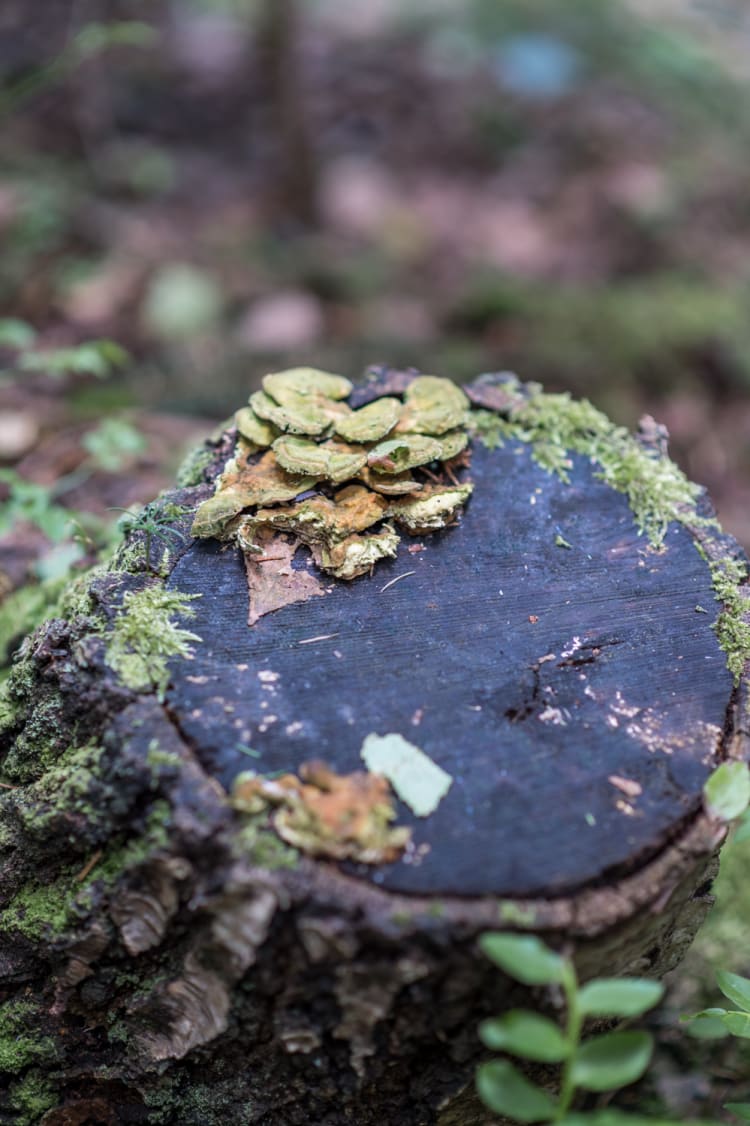 Baumstumpf am Naturparkweg Hochmoor Schrems