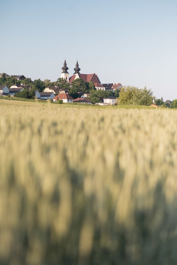 Blick auf die Basilika Maria Taferl am Lebensweg zwischen Artstetten und Taferl