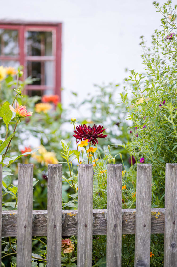 Blume im Vorgarten, Museumsdorf Niedersulz