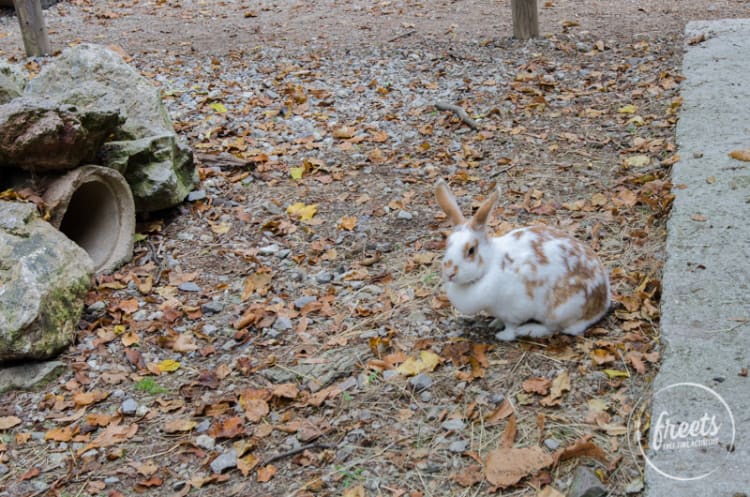 Hase im Kleintiergehege im Naturpark Sparbach