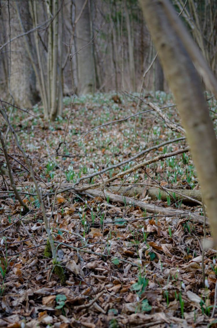 Wald am Leitn Weg zwischen Scheiblingkirchen und Thernberg, Schneeglöckchen