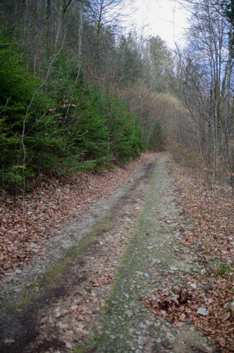 Wegstück zwischen Thernberg und Scheiblingkirchen, leitn' Weg