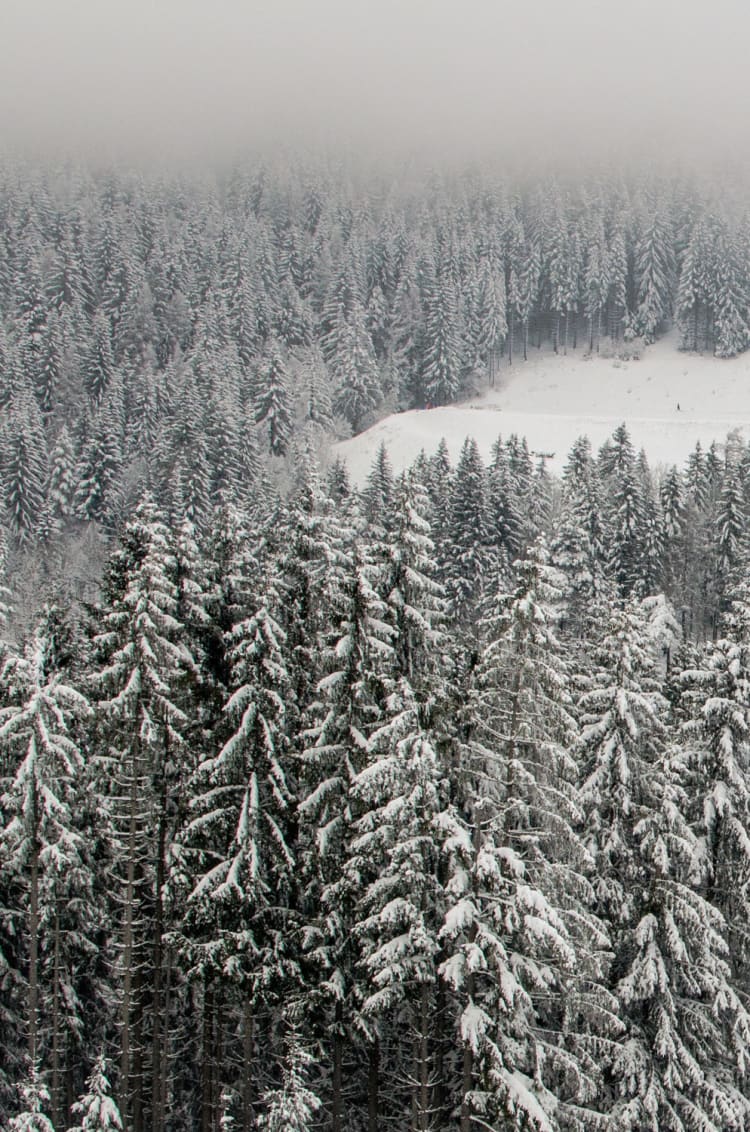 Winterwald am Semmering