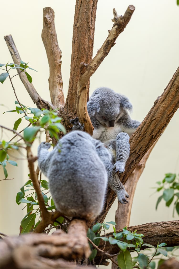 Koala Bär im Tiergarten Schönbrunn, Zoo in Wien