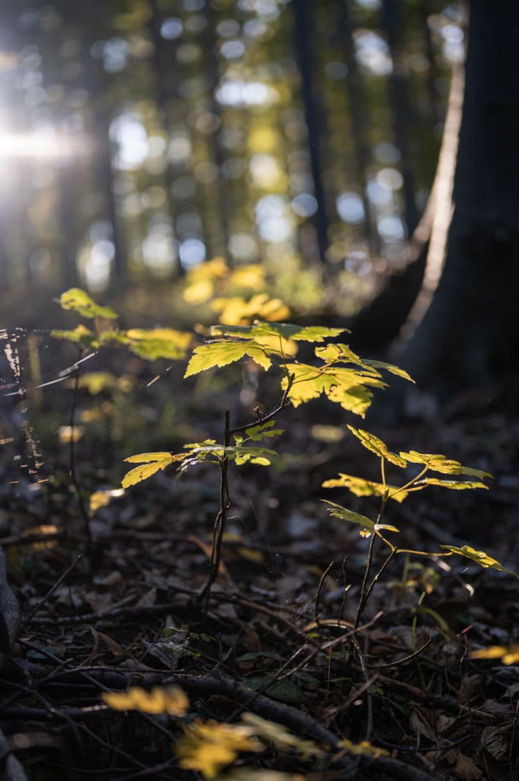 Herbstwald bei Seebenstein am Weg zum Türkensturz